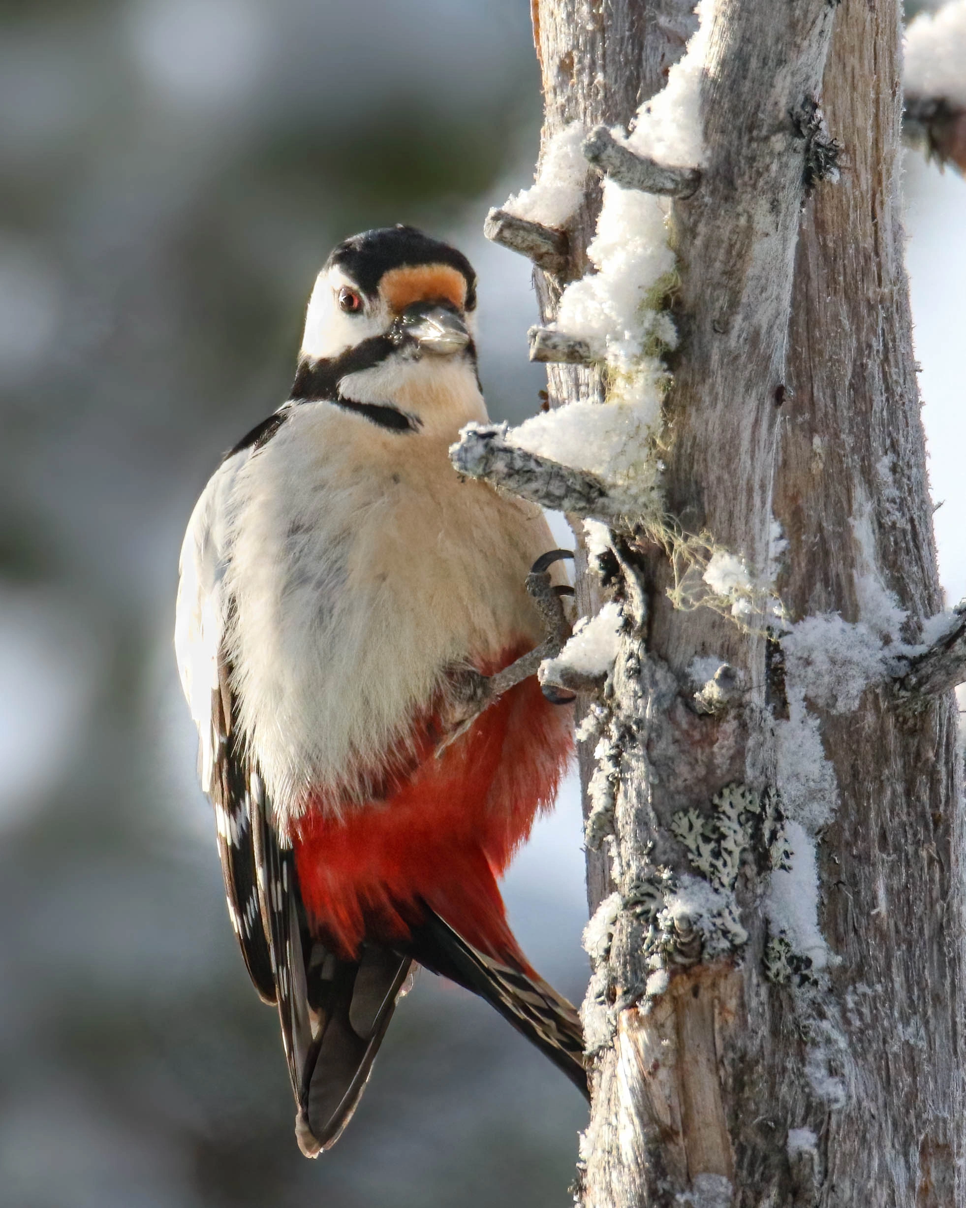 : Dendrocopos major.