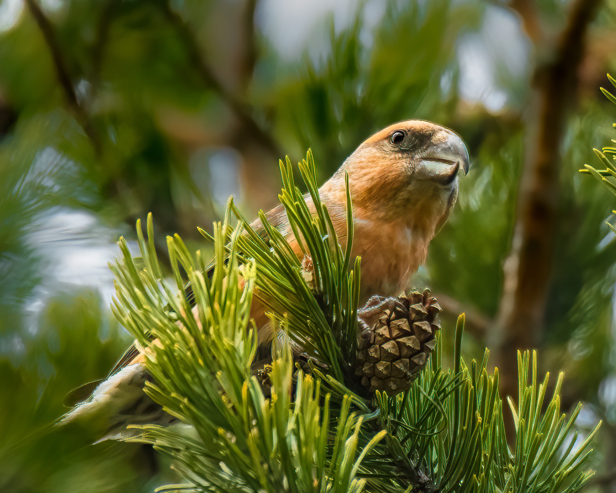 : Loxia pytyopsittacus.