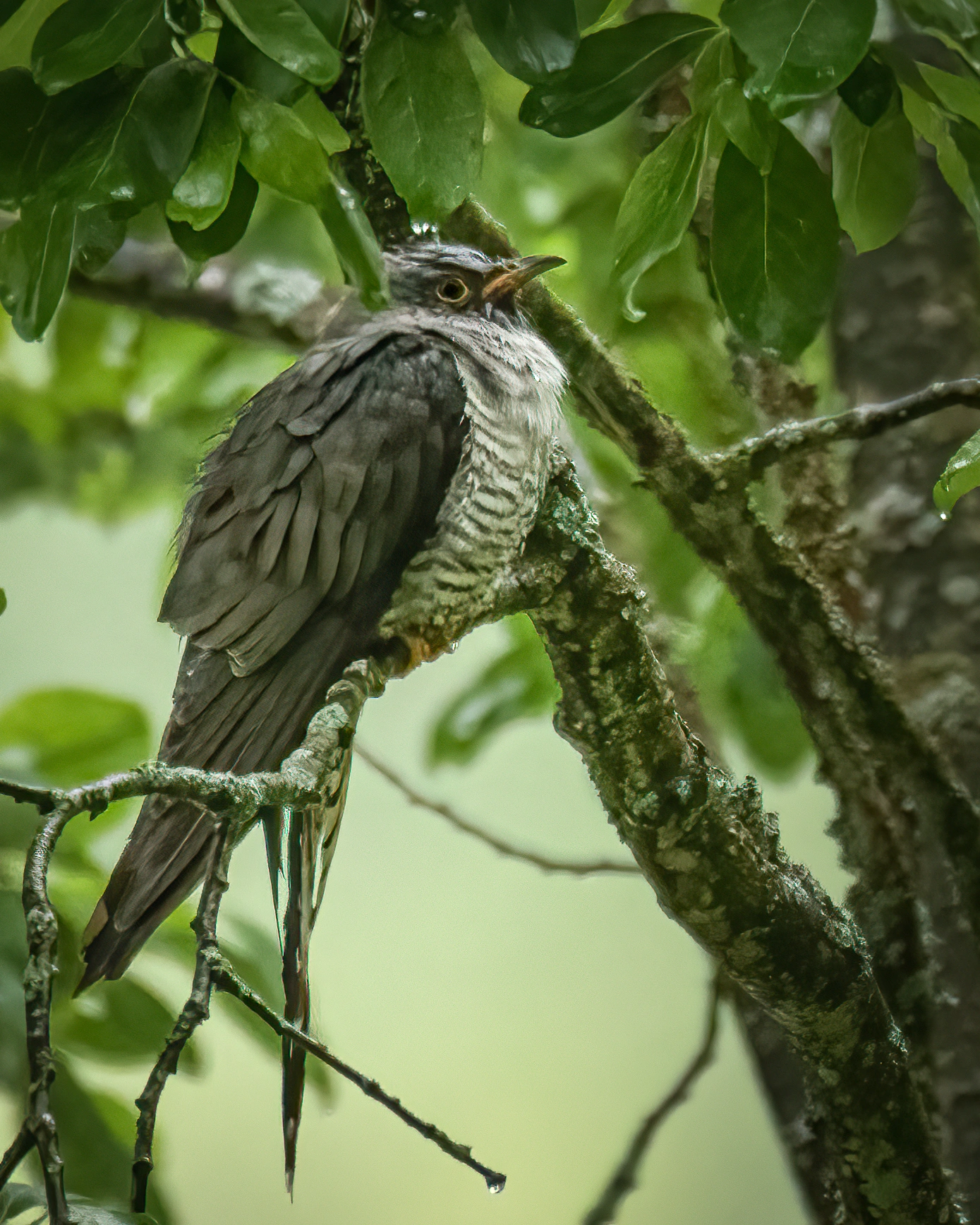 : Cuculus canorus.