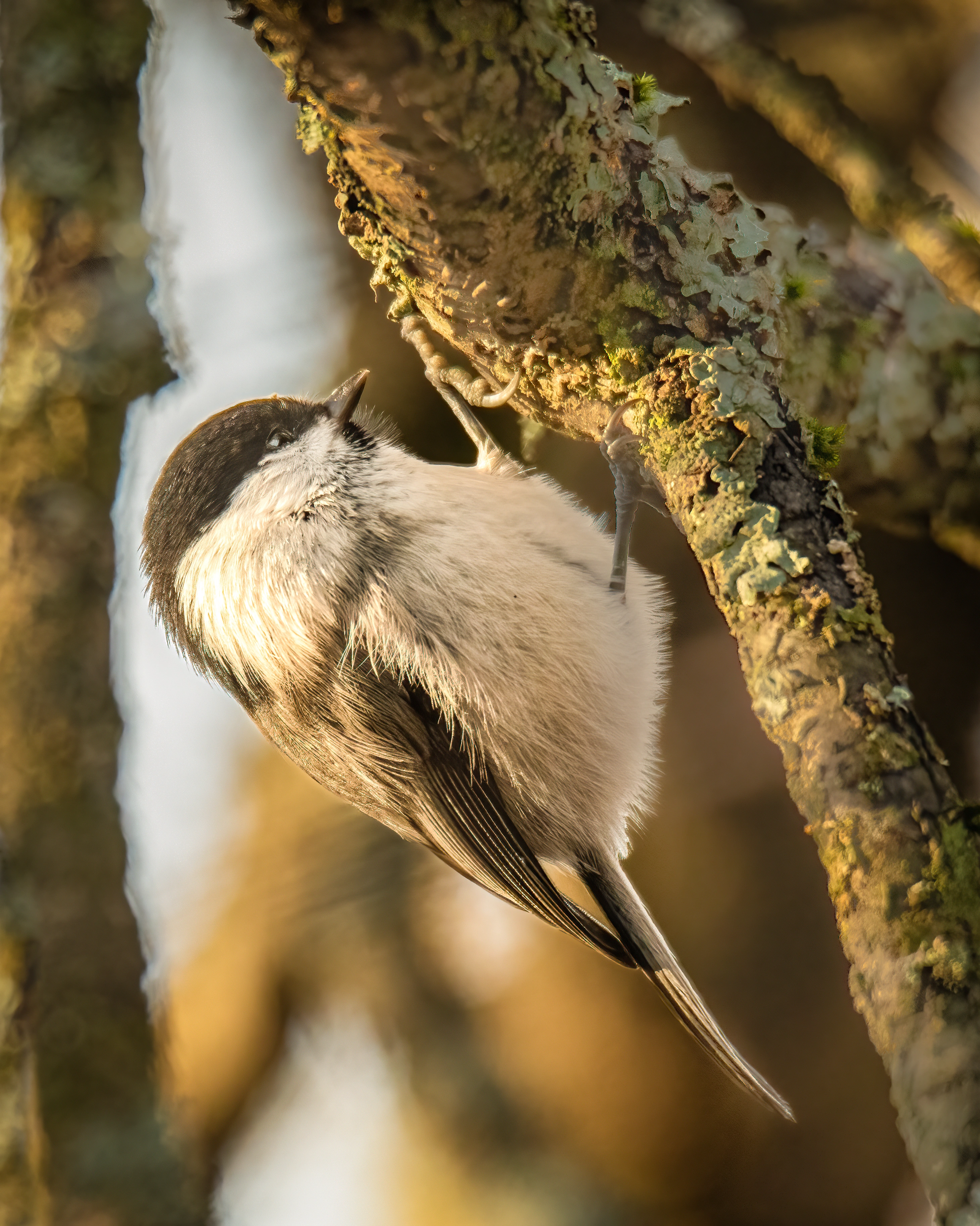 : Poecile montanus.