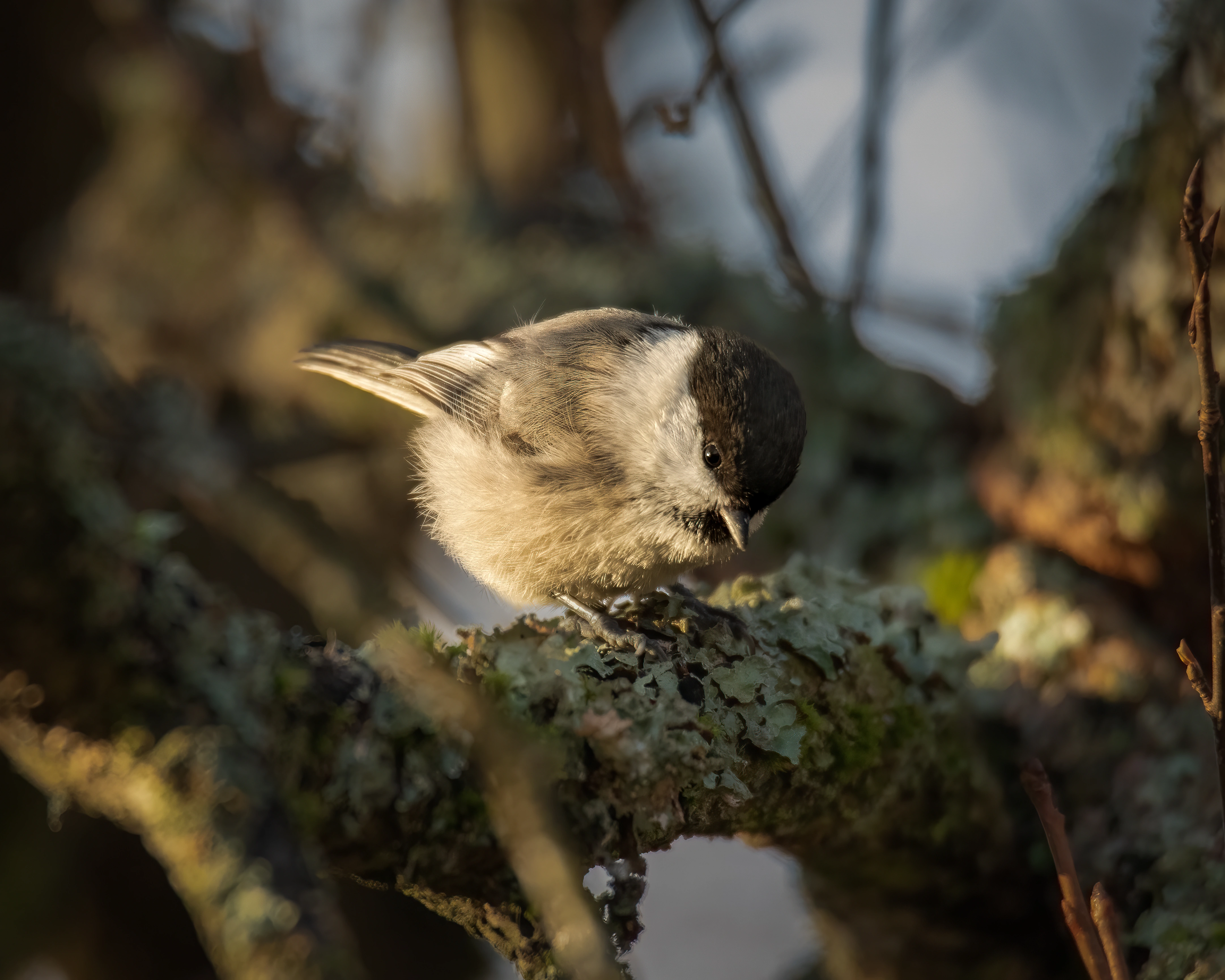 : Poecile montanus.