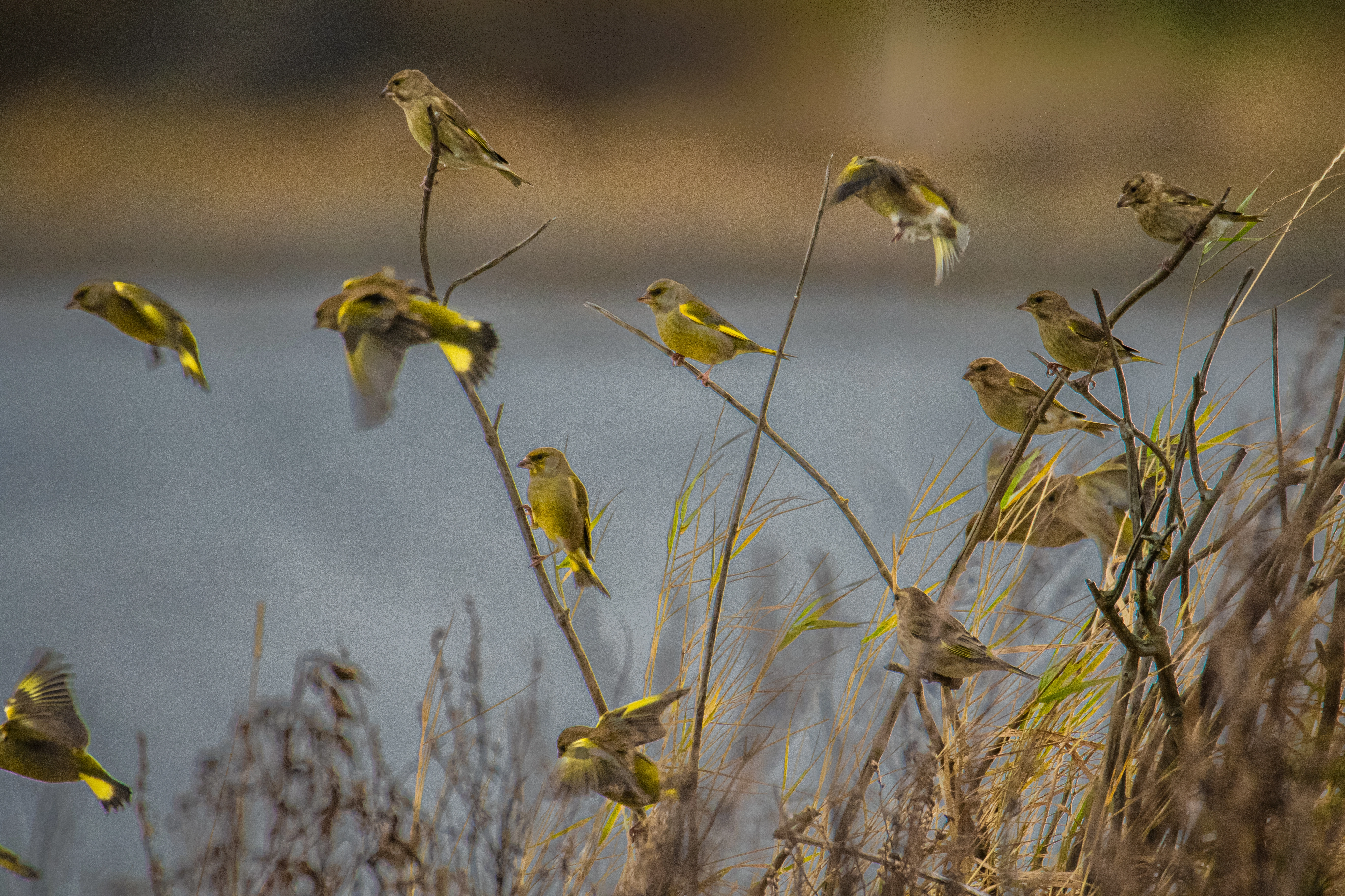 : Chloris chloris.