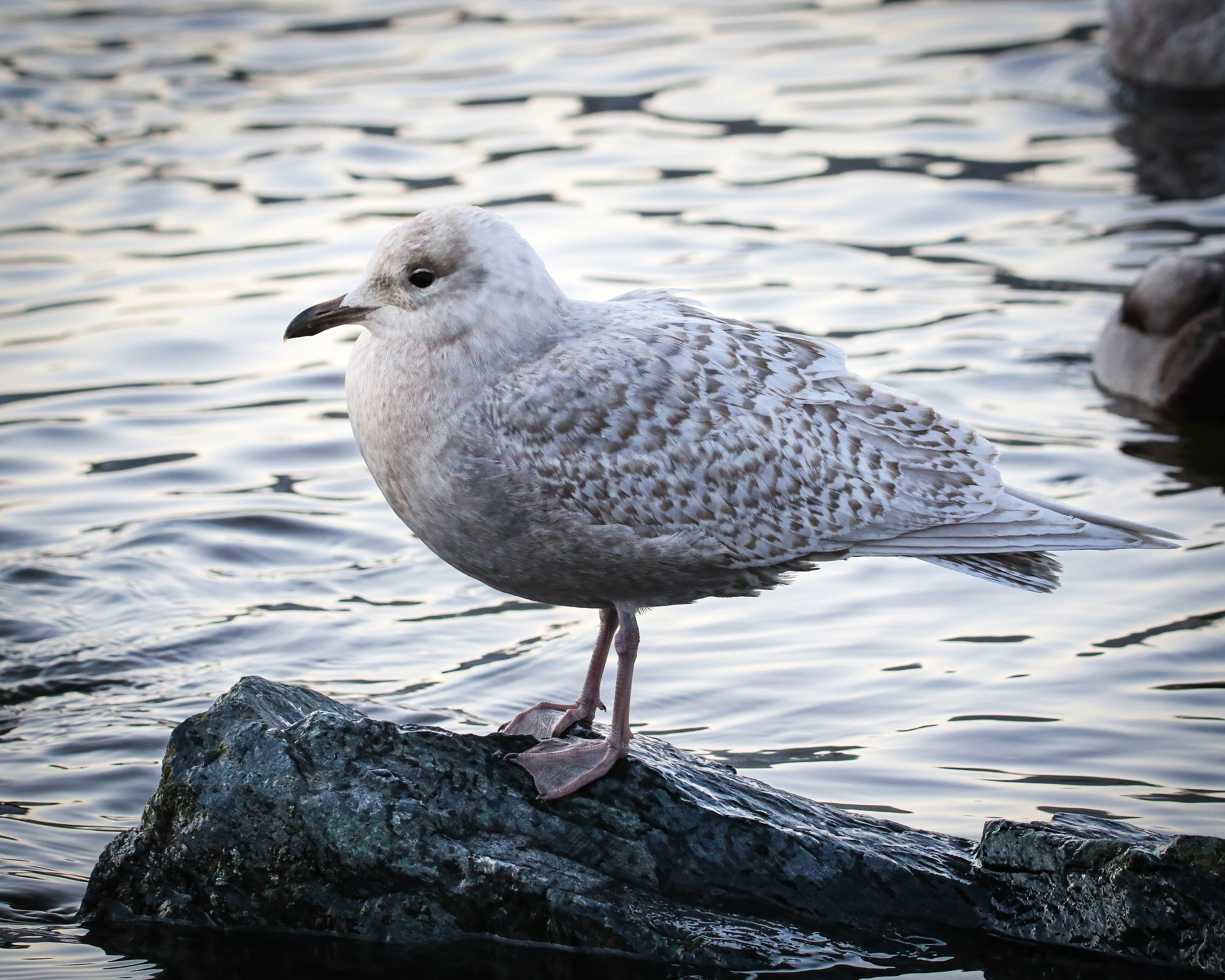 : Larus glaucoides.