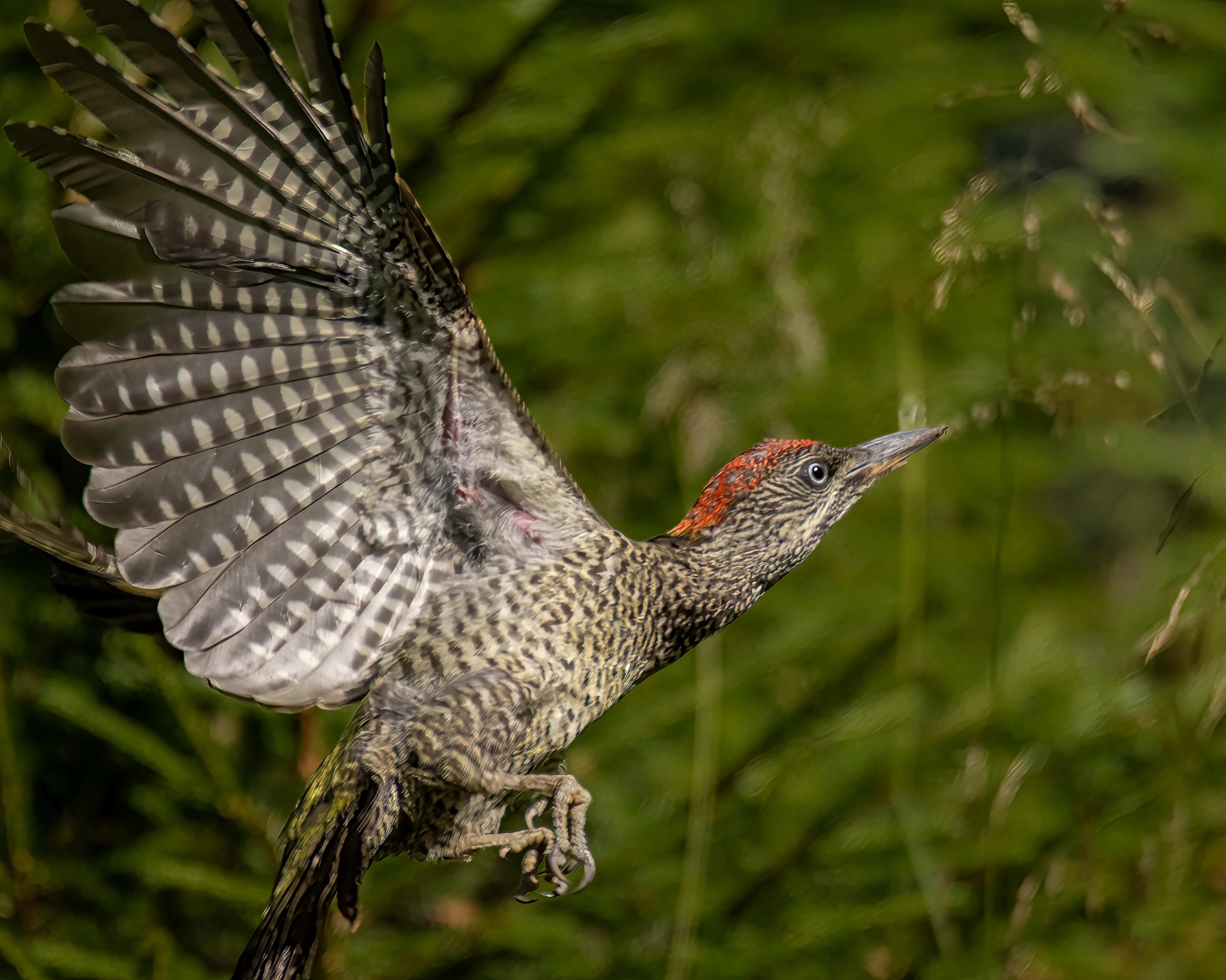 : Picus viridis.