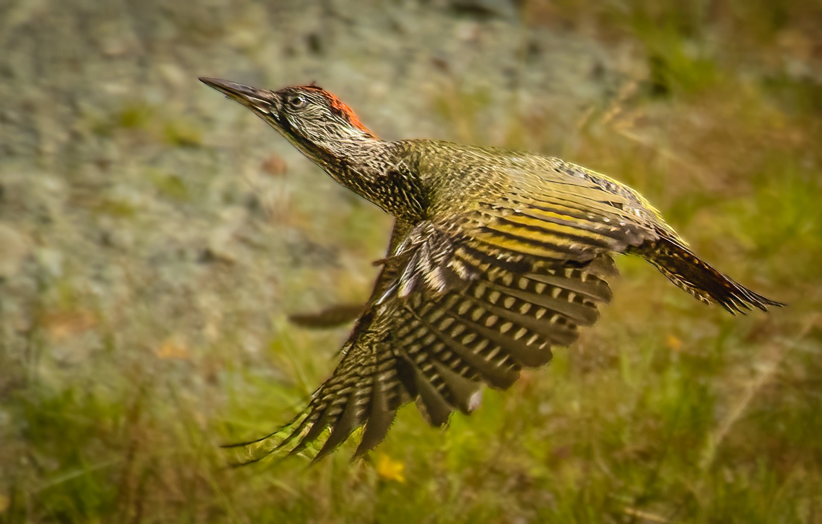 : Picus viridis.