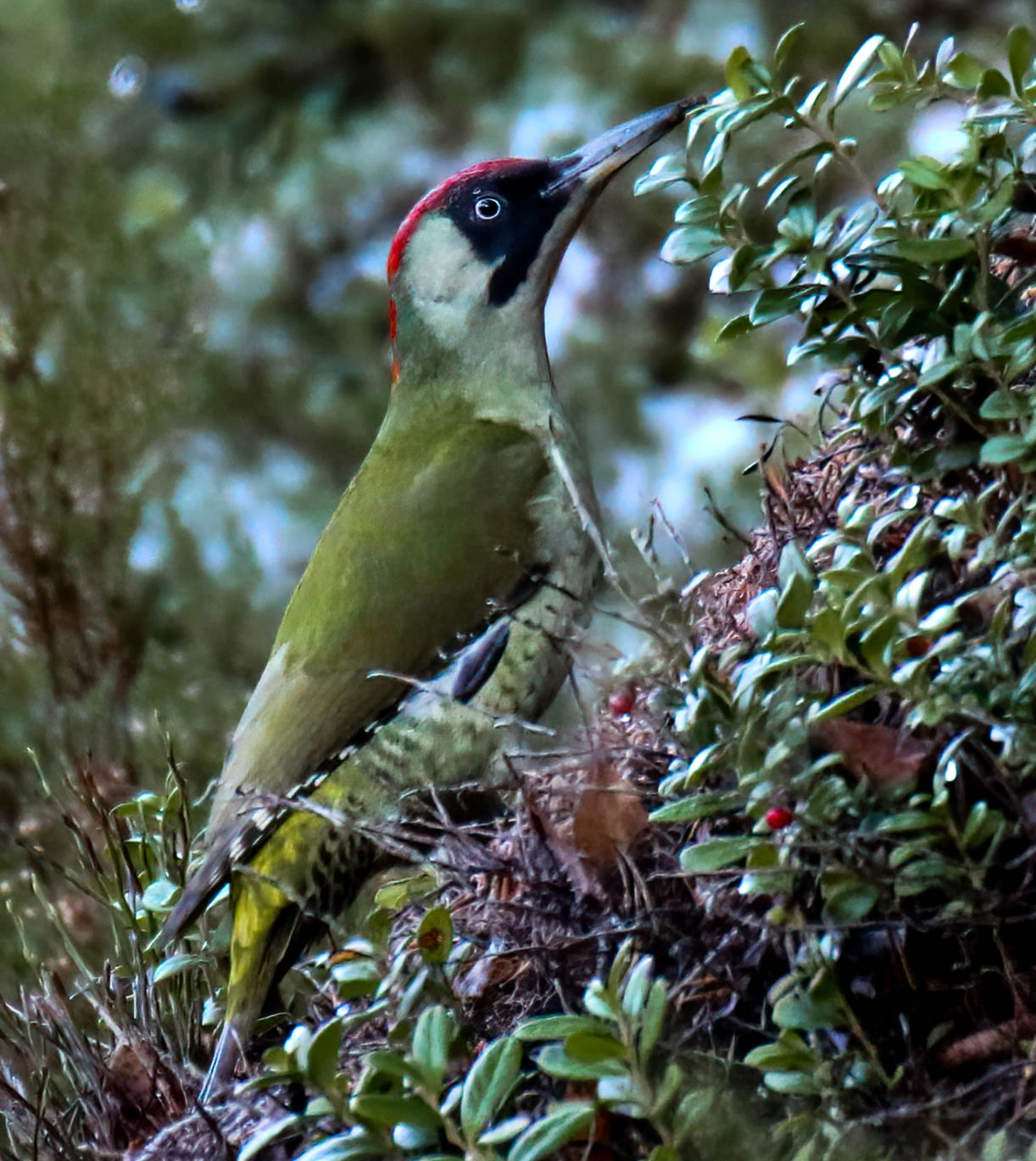 : Picus viridis.