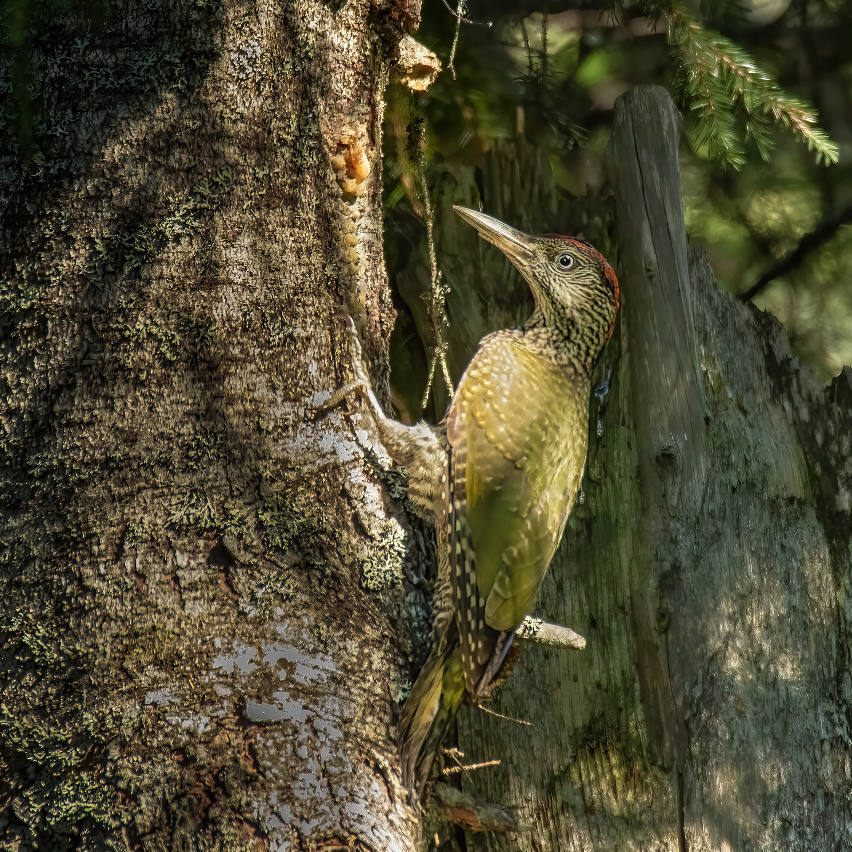 : Picus viridis.