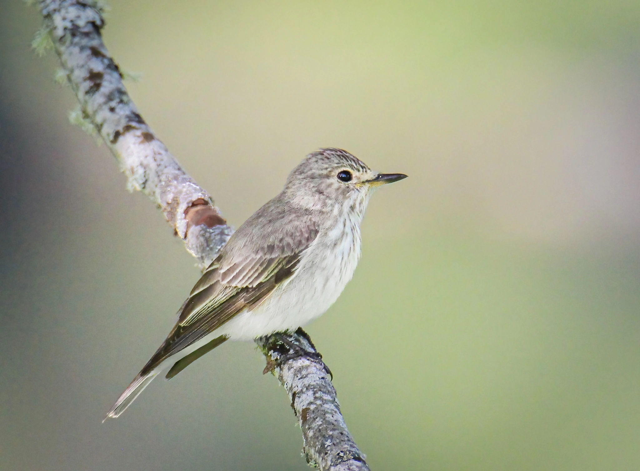 : Muscicapa striata.