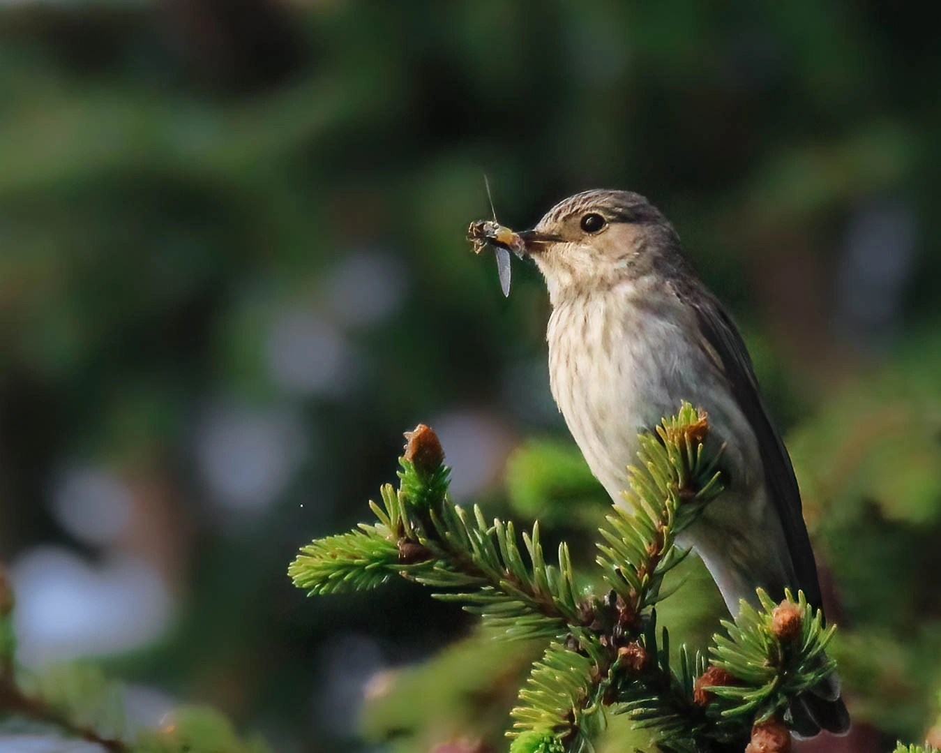 : Muscicapa striata.