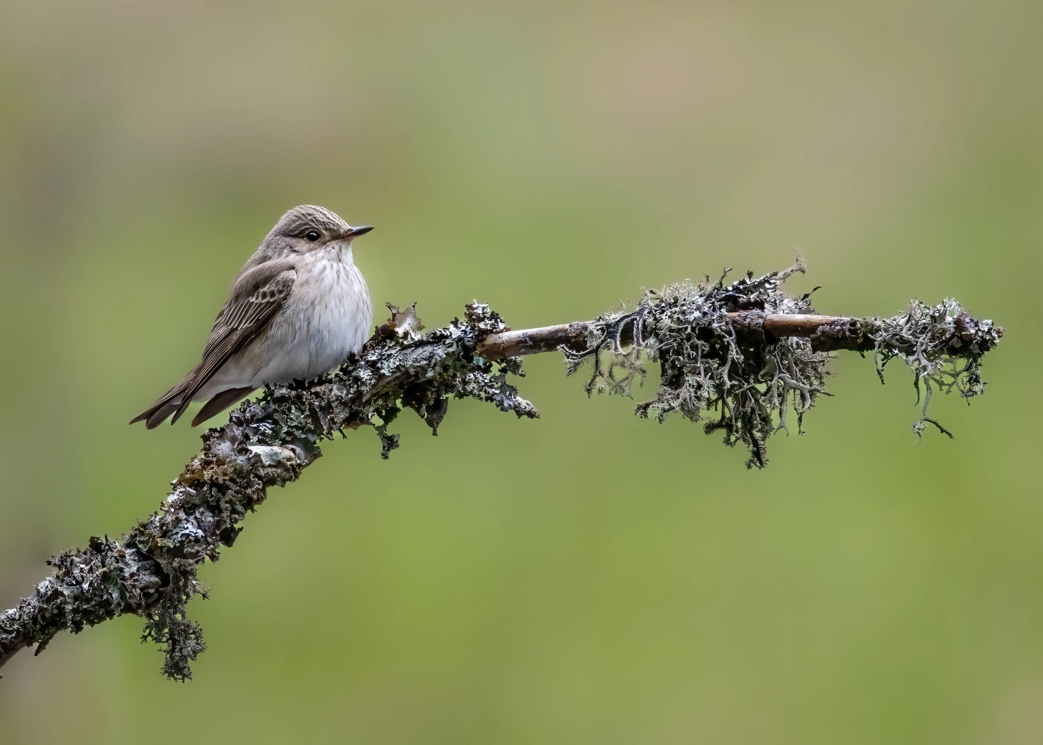 : Muscicapa striata.