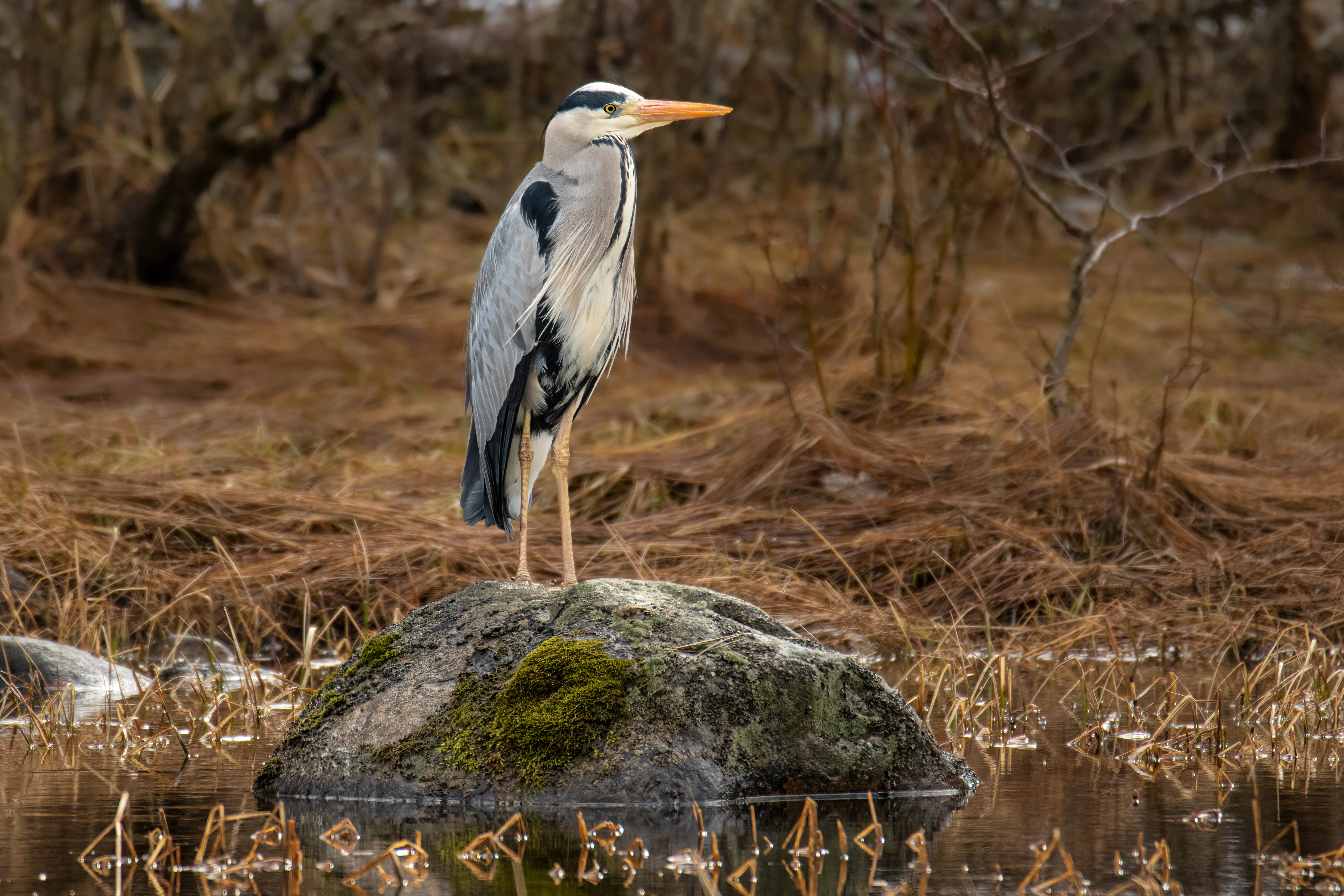 : Ardea cinerea.