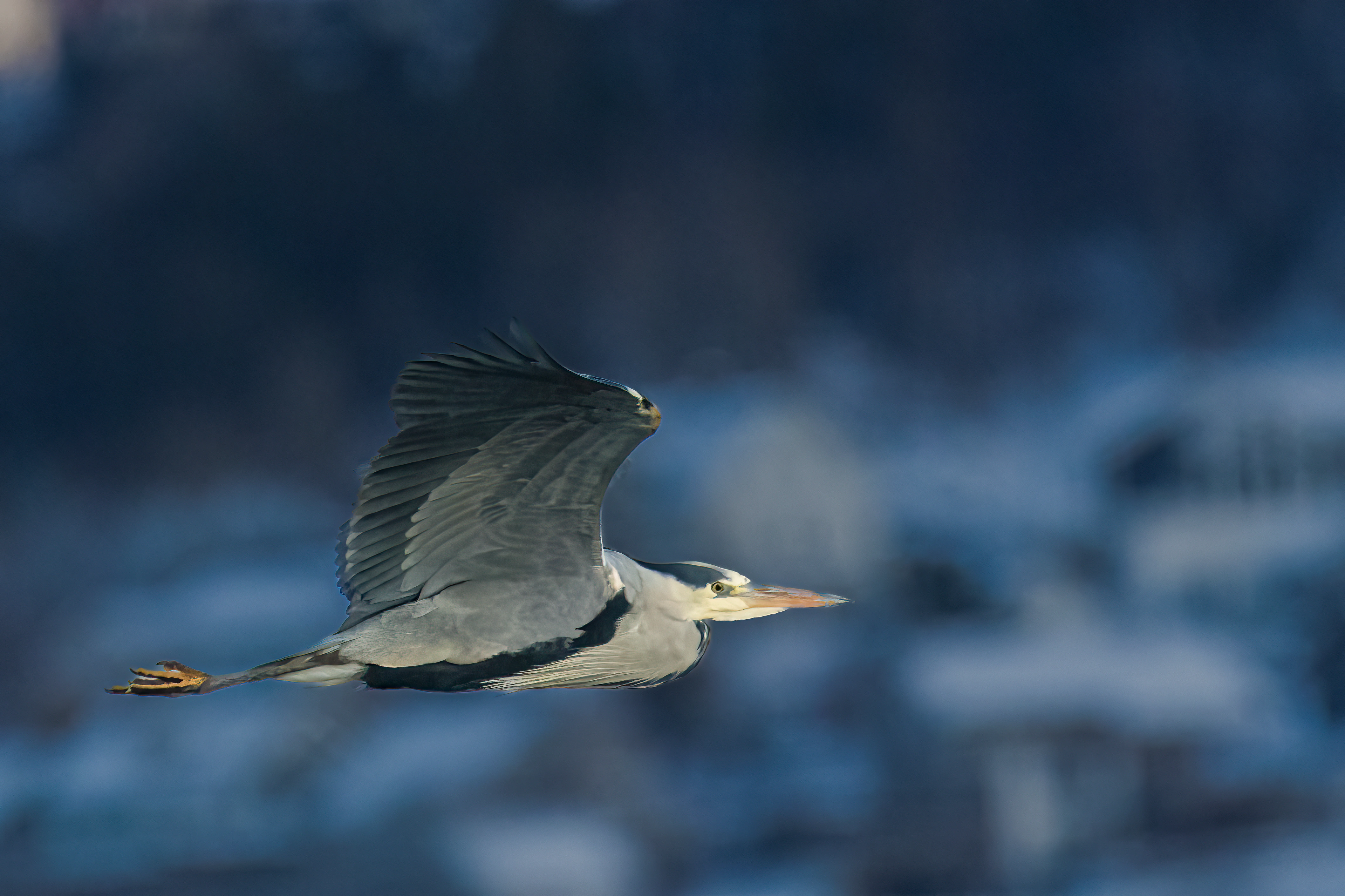 : Ardea cinerea.