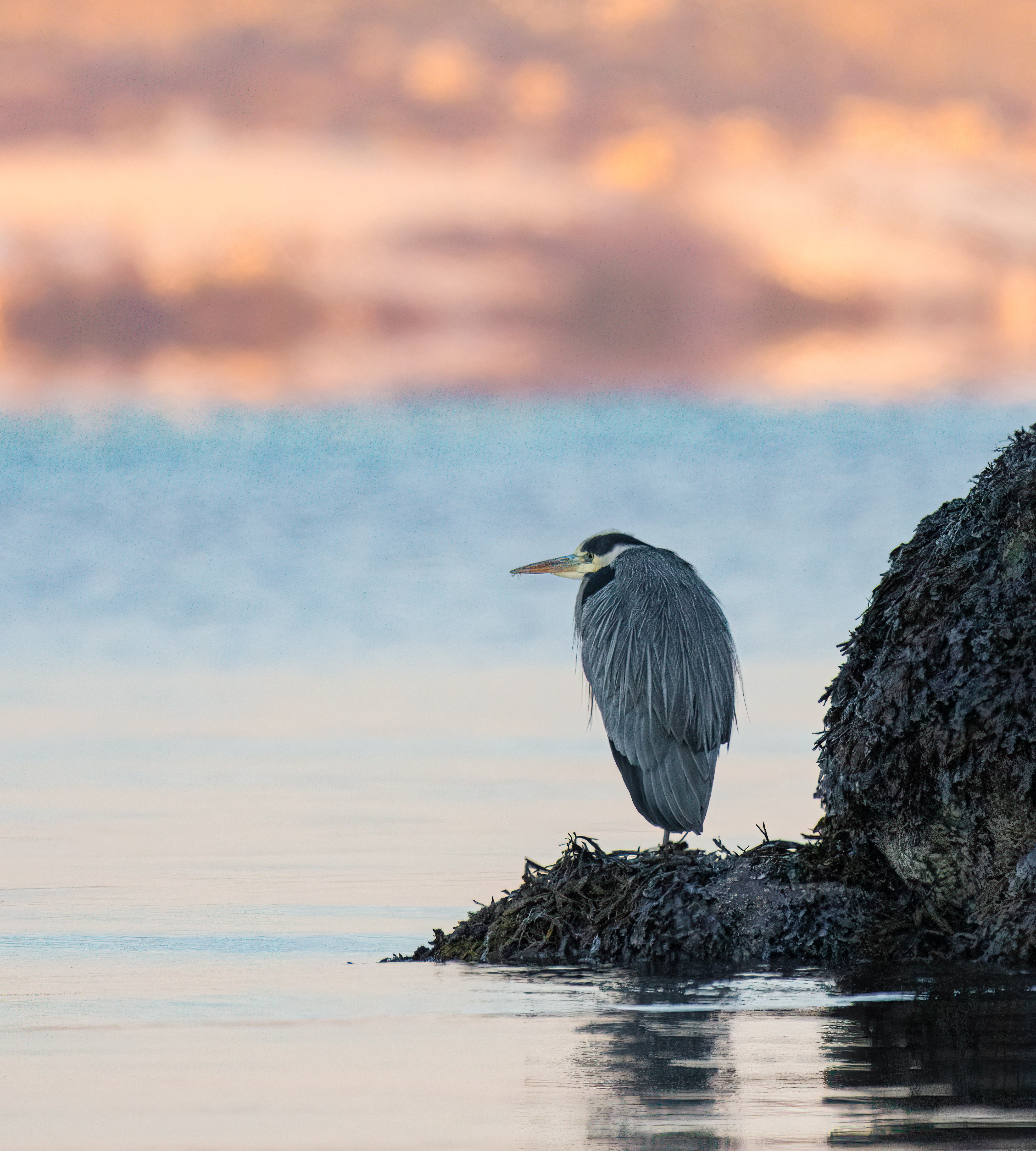 : Ardea cinerea.