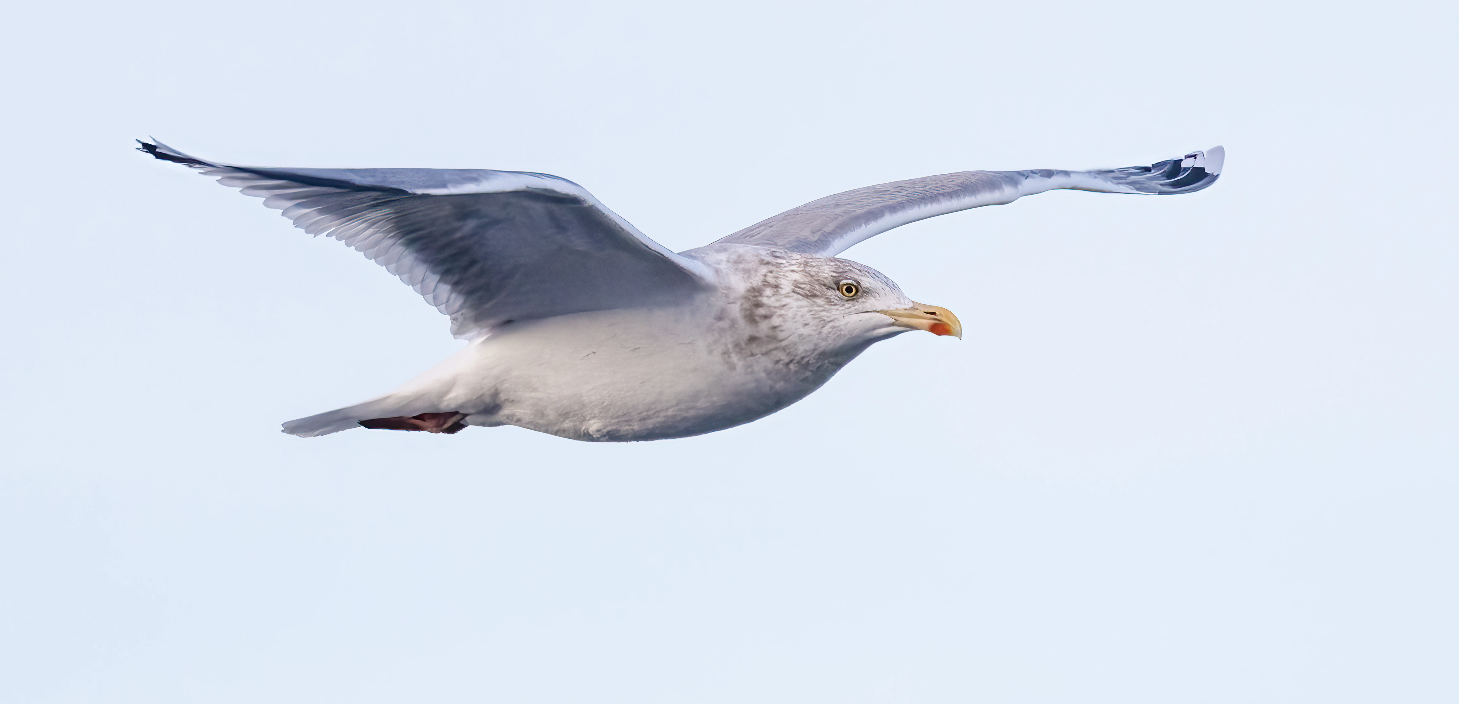 : Larus argentatus.