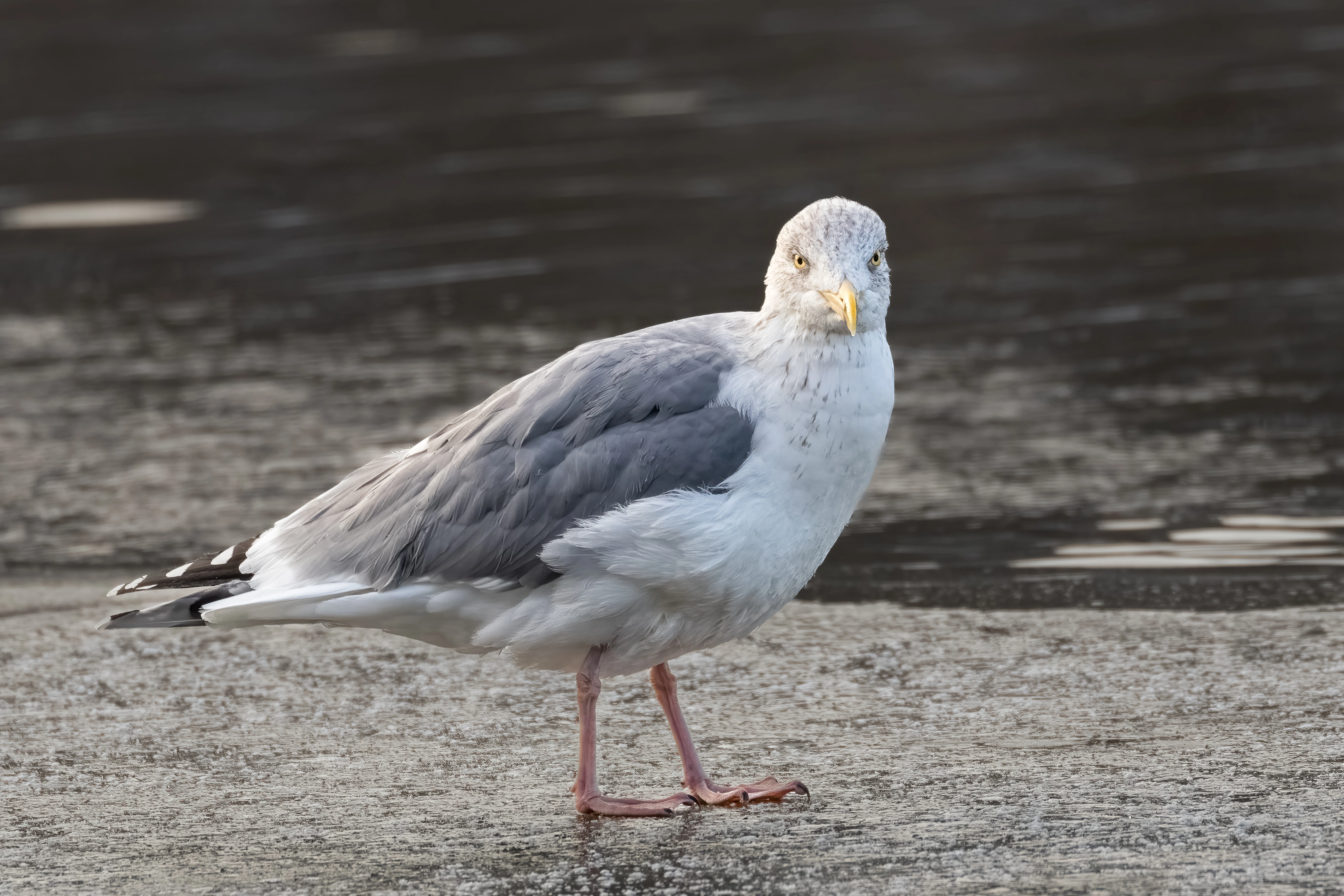 : Larus argentatus.