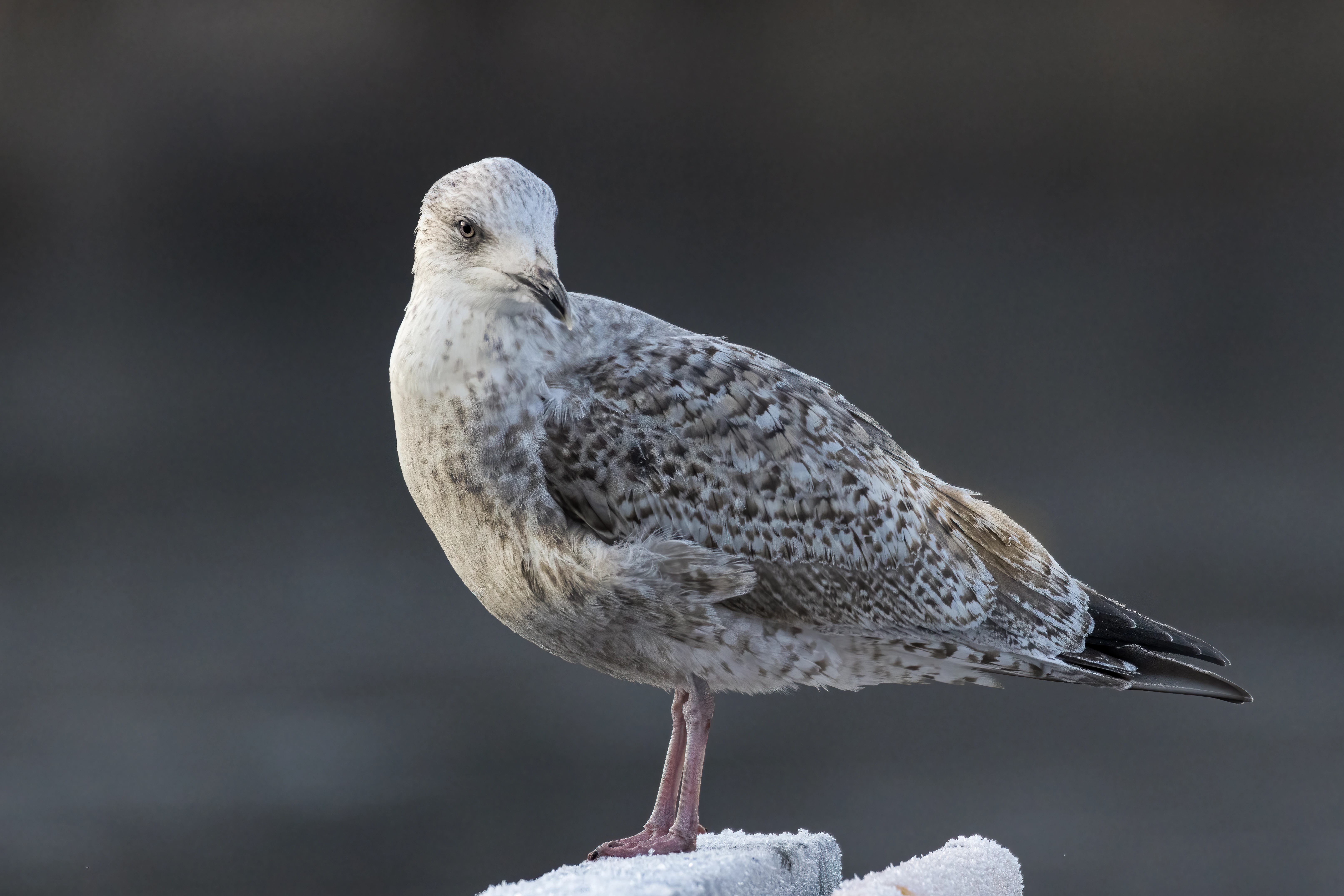 : Larus argentatus.