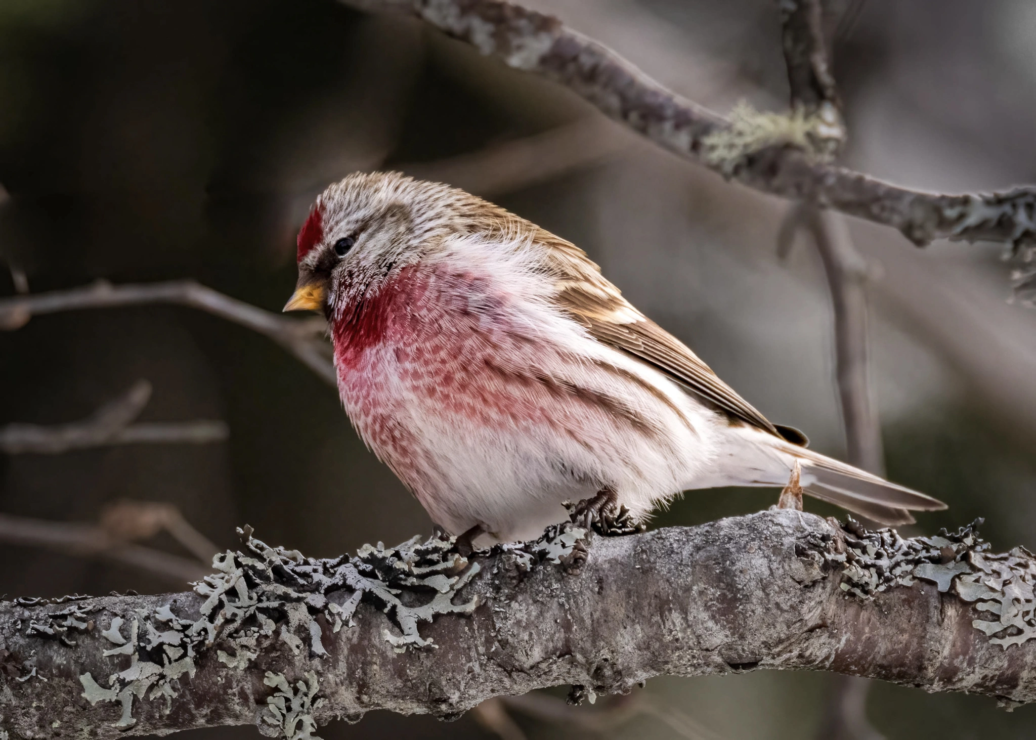 : Acanthis flammea.