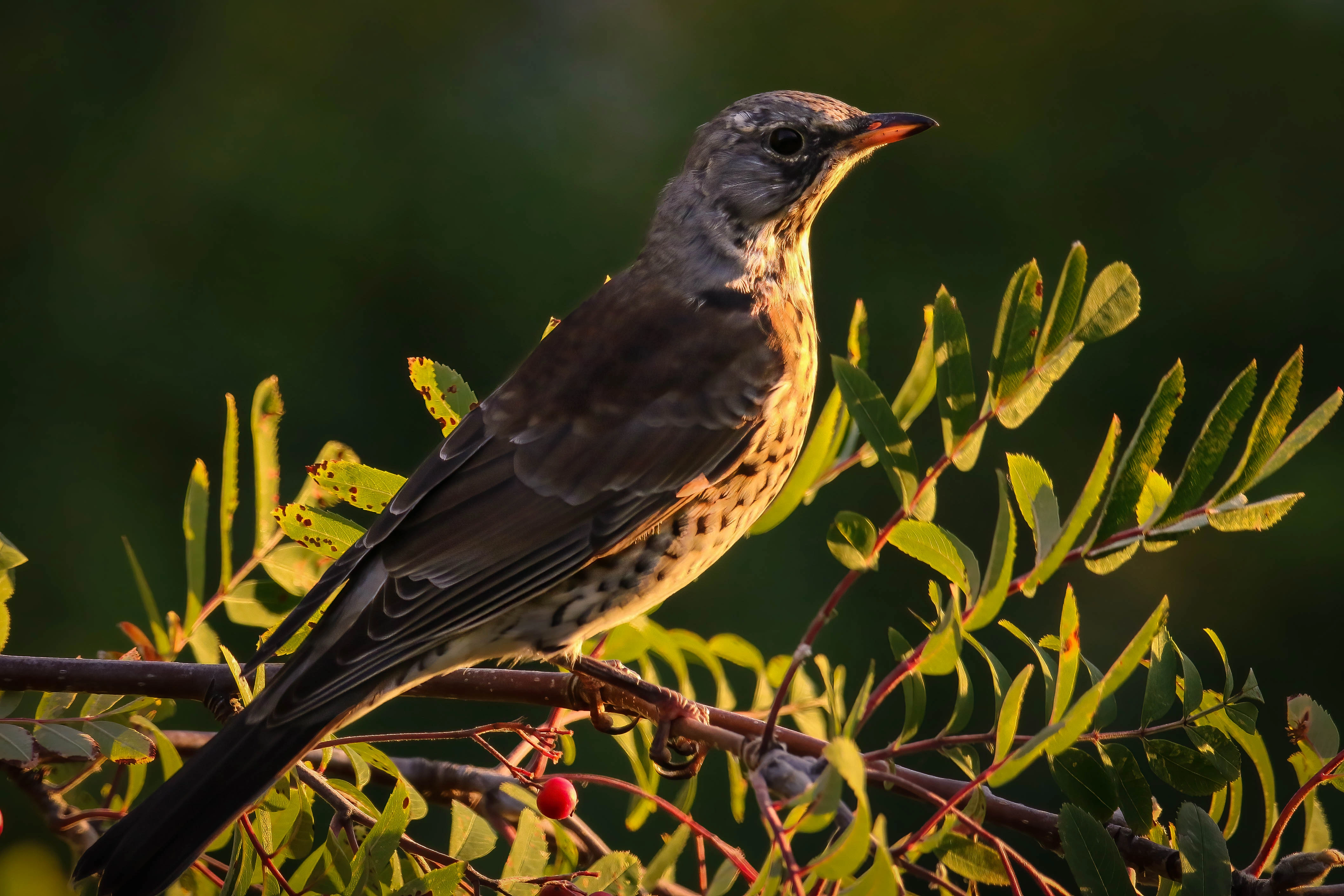 : Turdus pilaris.