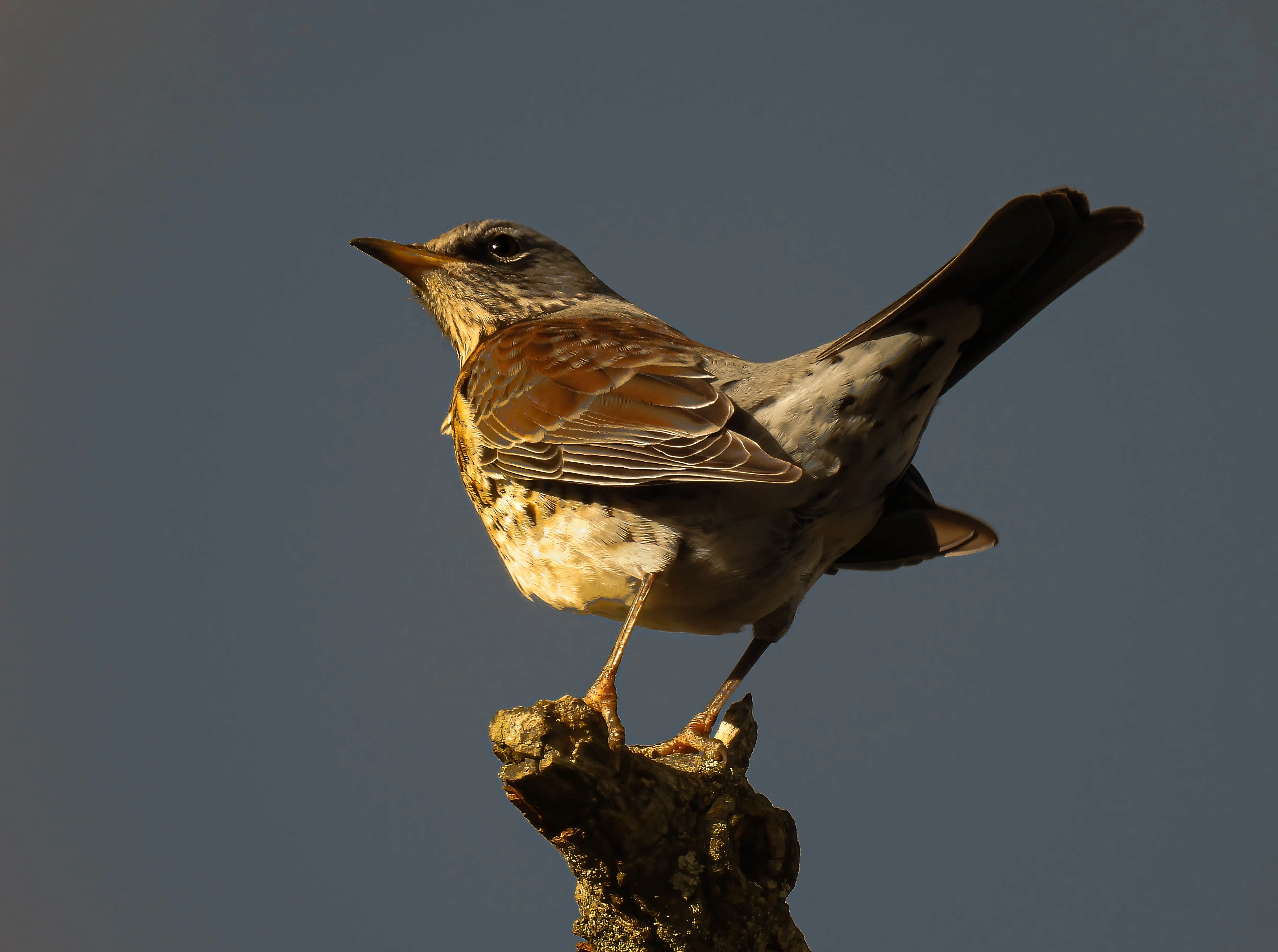 : Turdus pilaris.