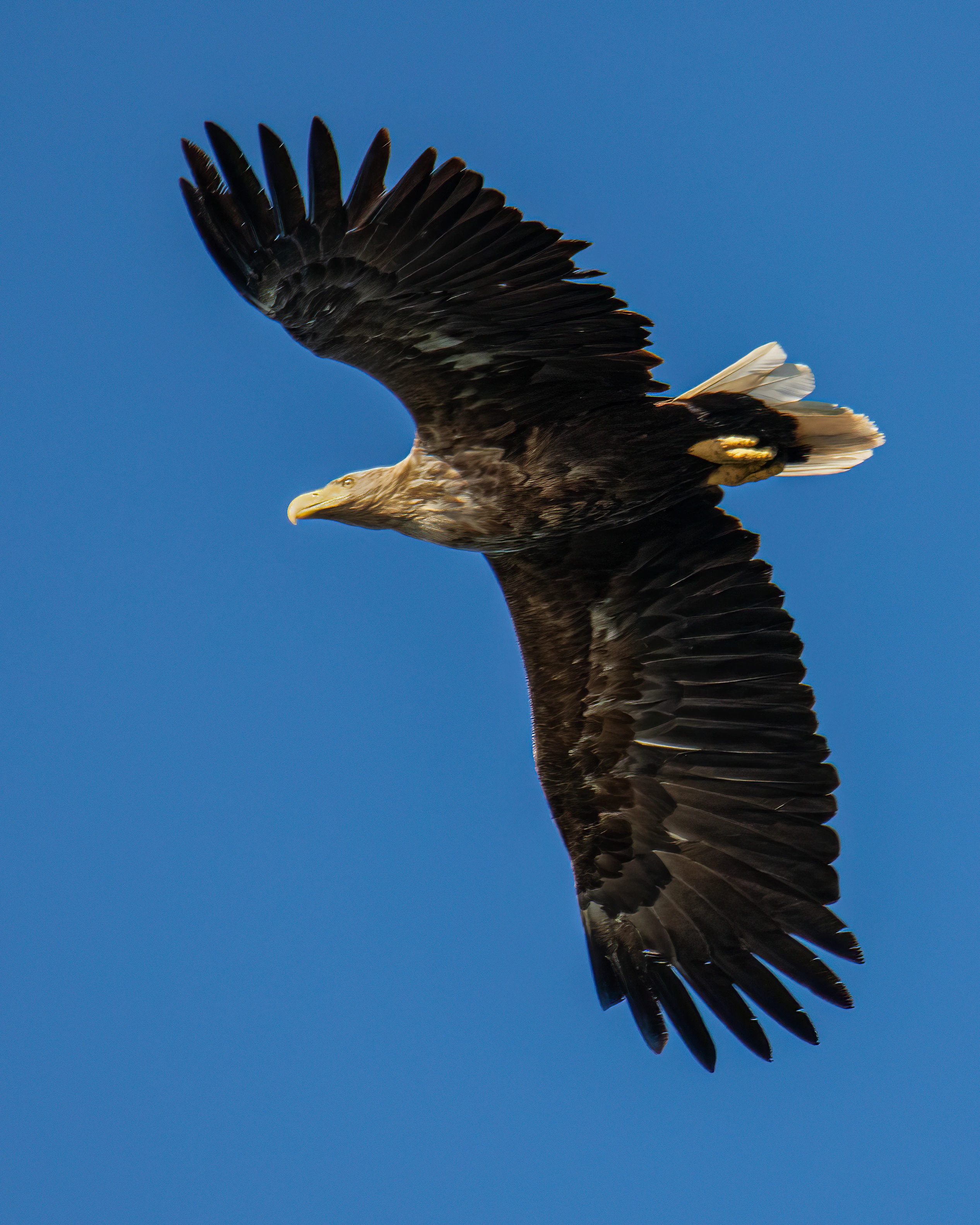 : Haliaeetus albicilla.