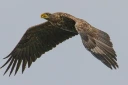 : Haliaeetus albicilla.