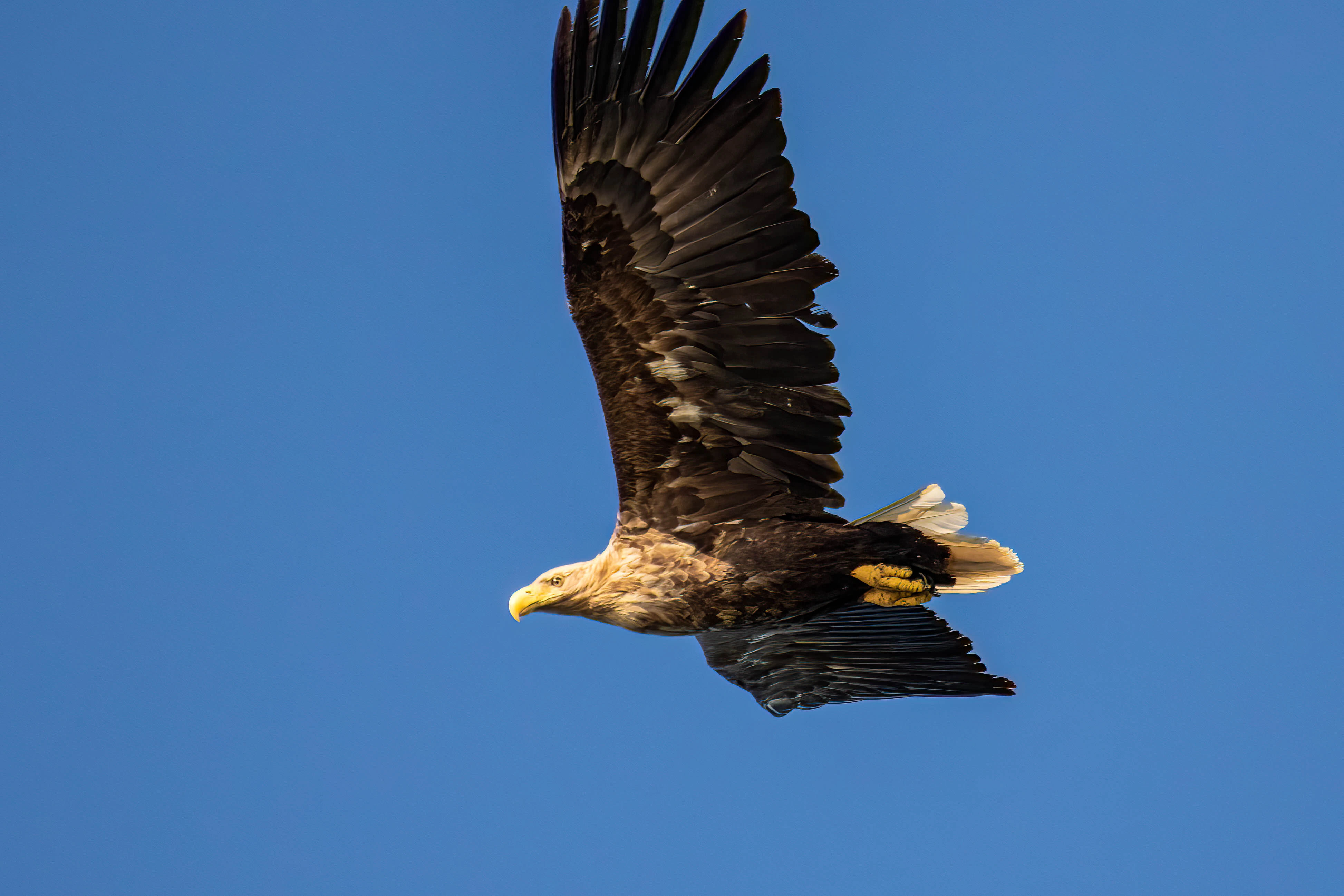 : Haliaeetus albicilla.