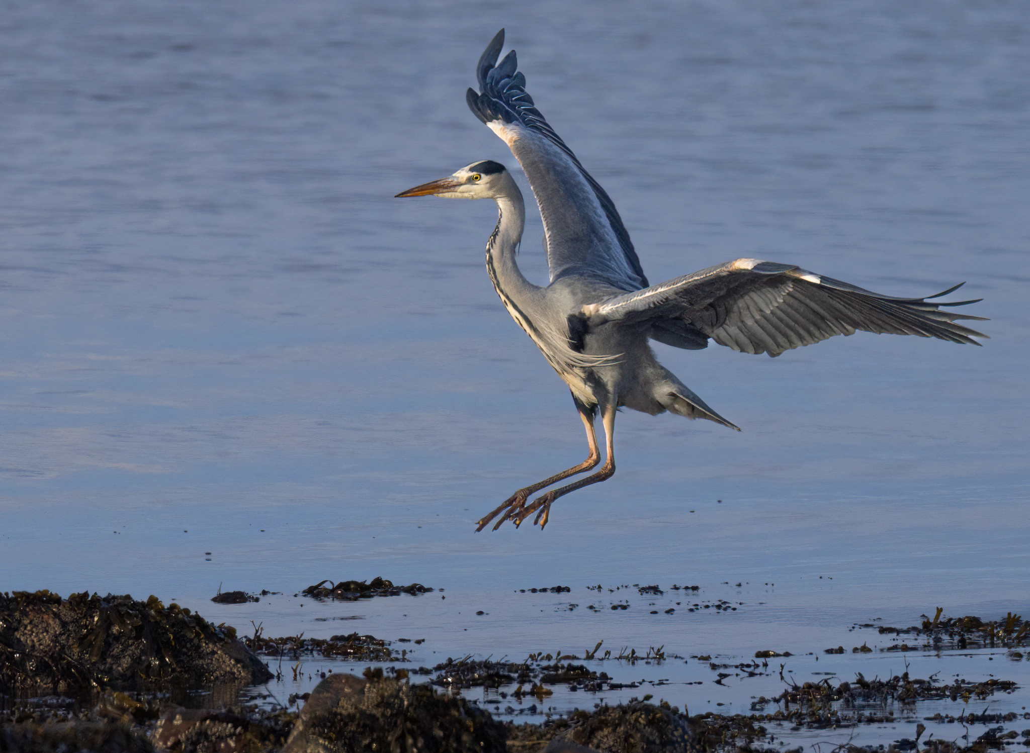 : Ardea cinerea.