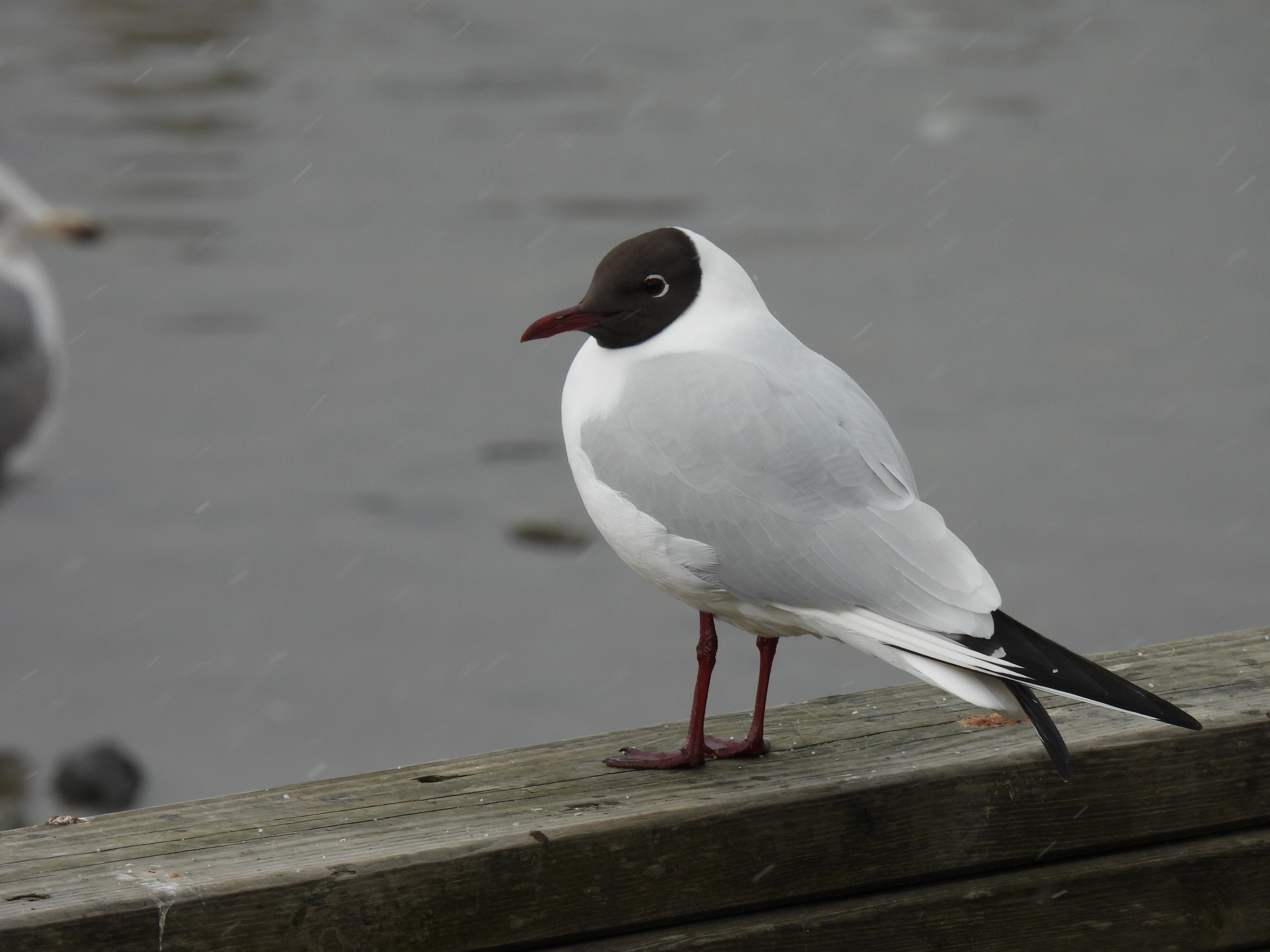 : Chroicocephalus ridibundus.