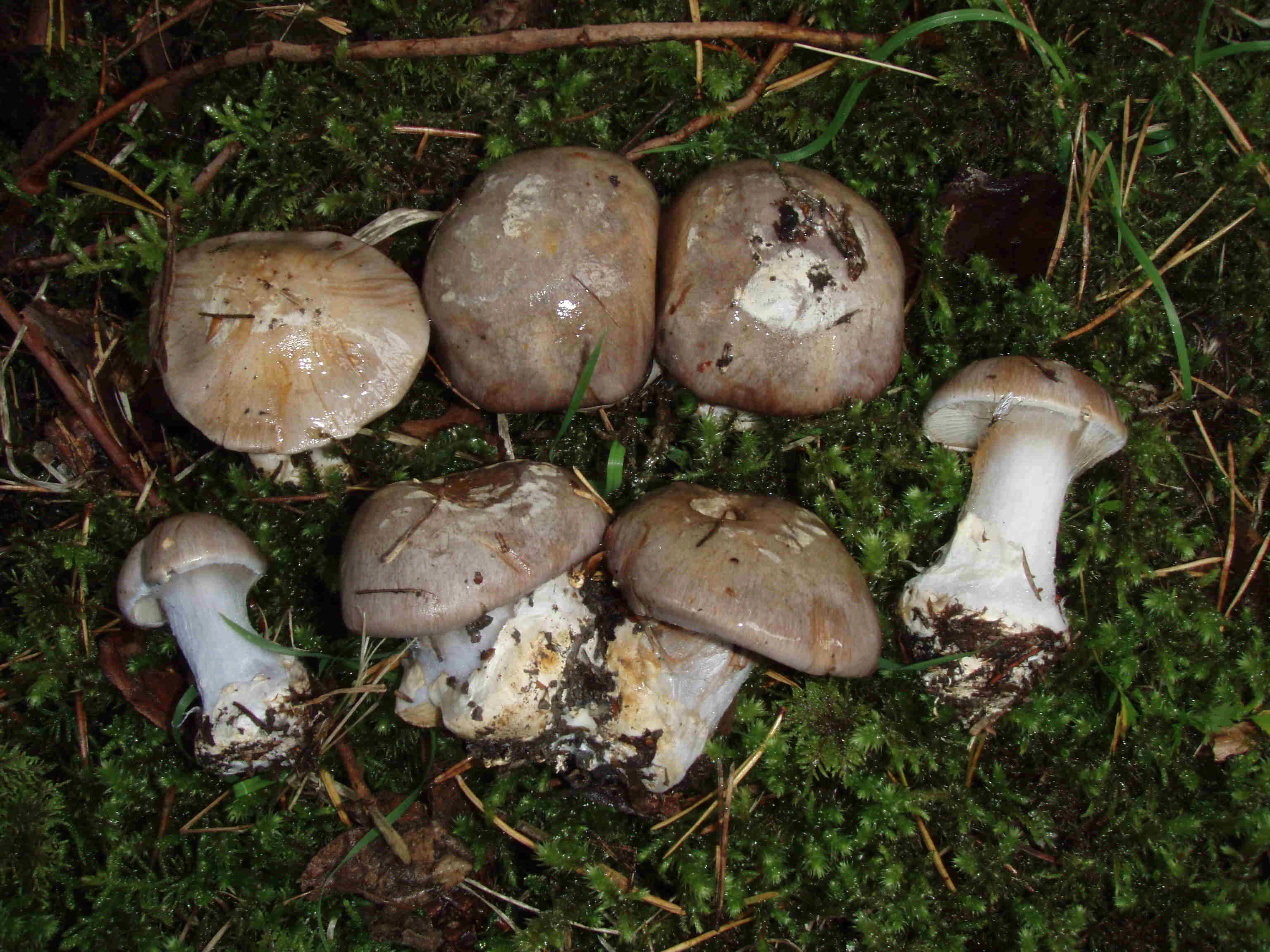 : Cortinarius foetens.