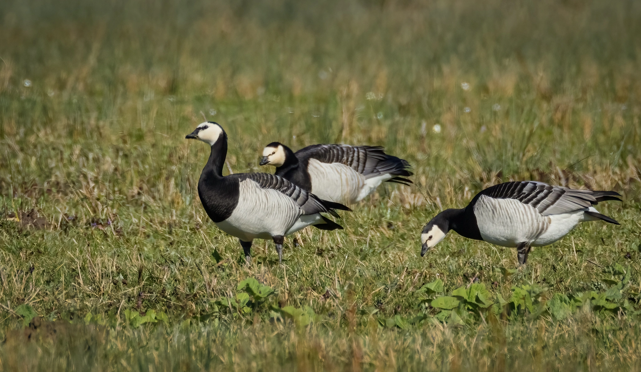 : Branta leucopsis.