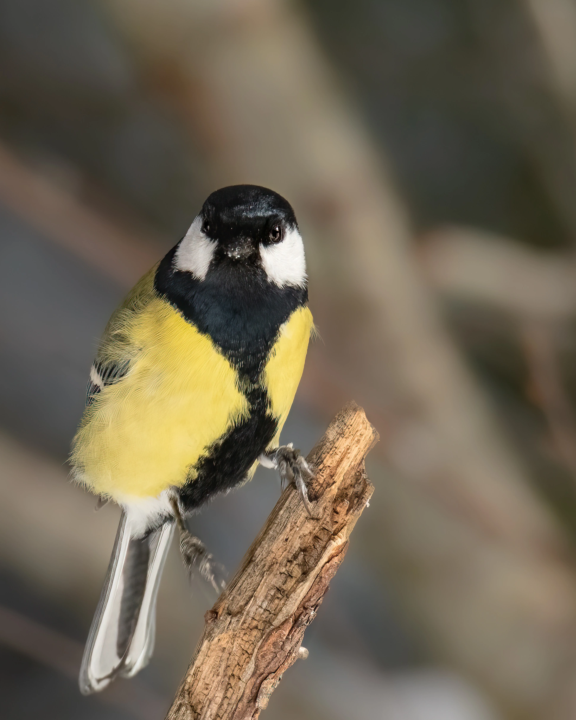 : Parus major.