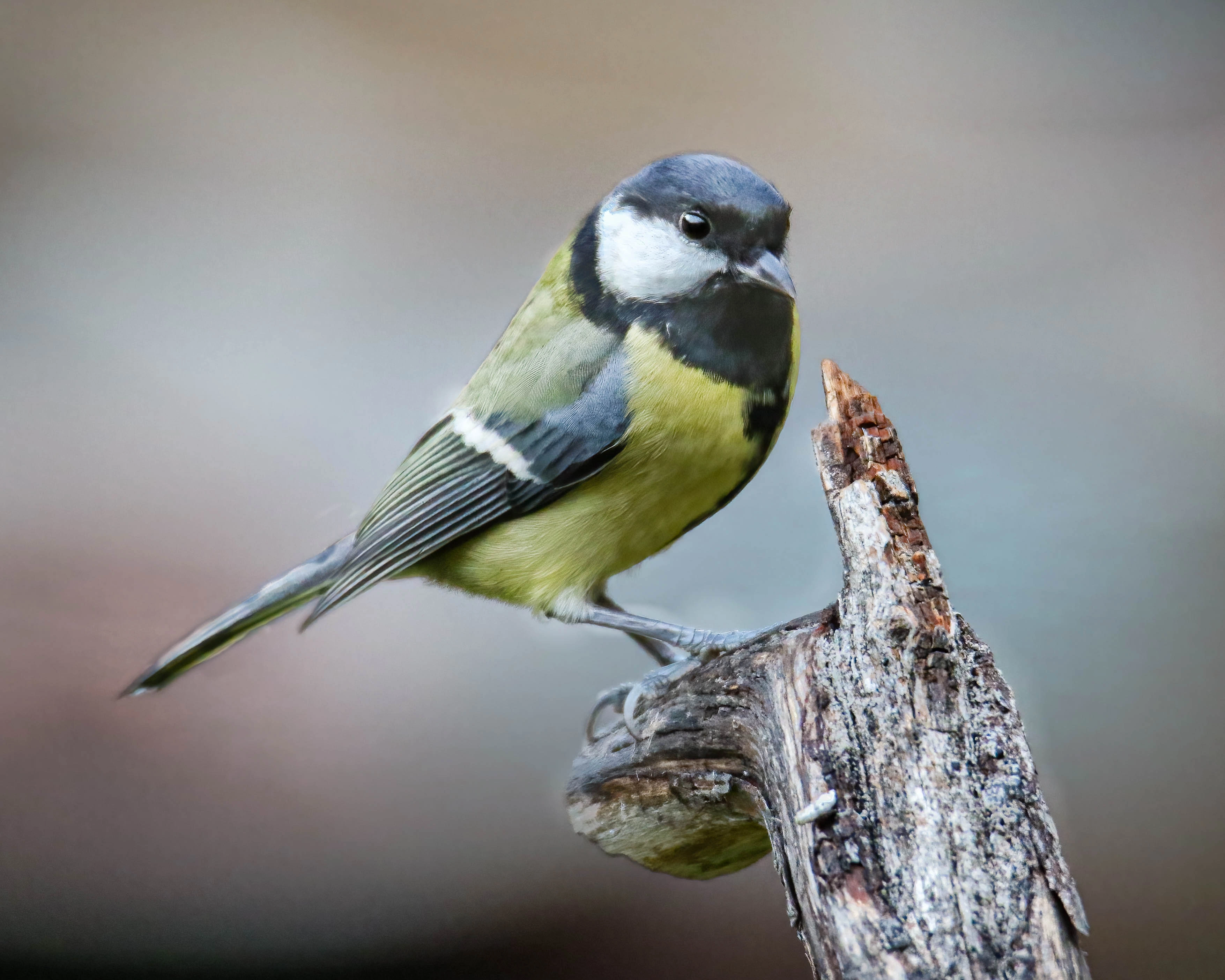 : Parus major.