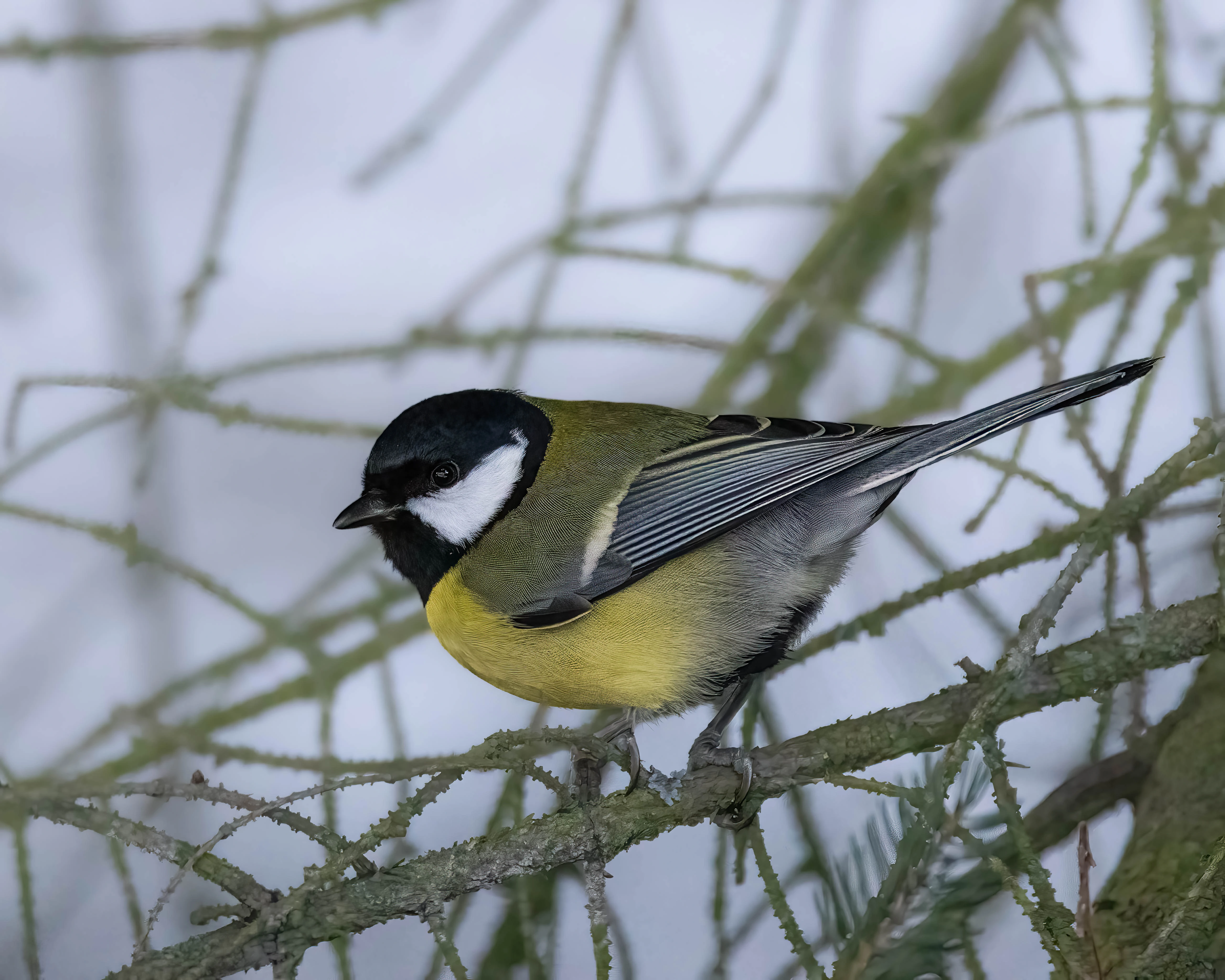 : Parus major.