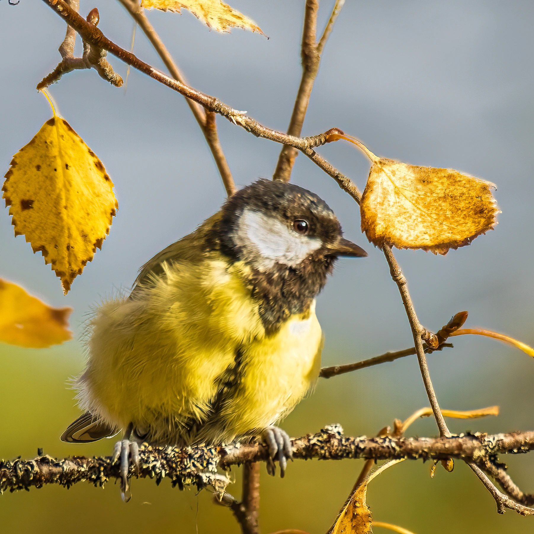 : Parus major.