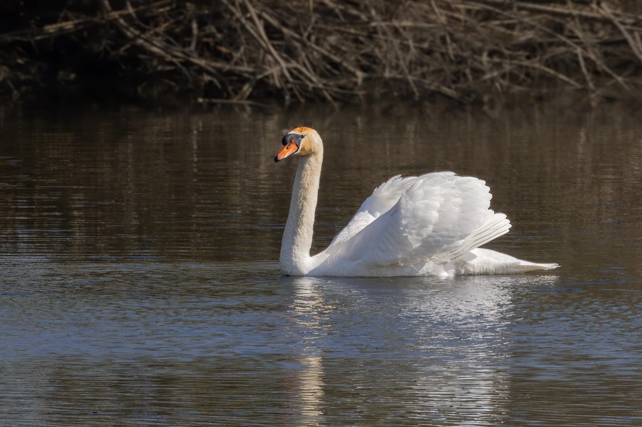 : Cygnus olor.