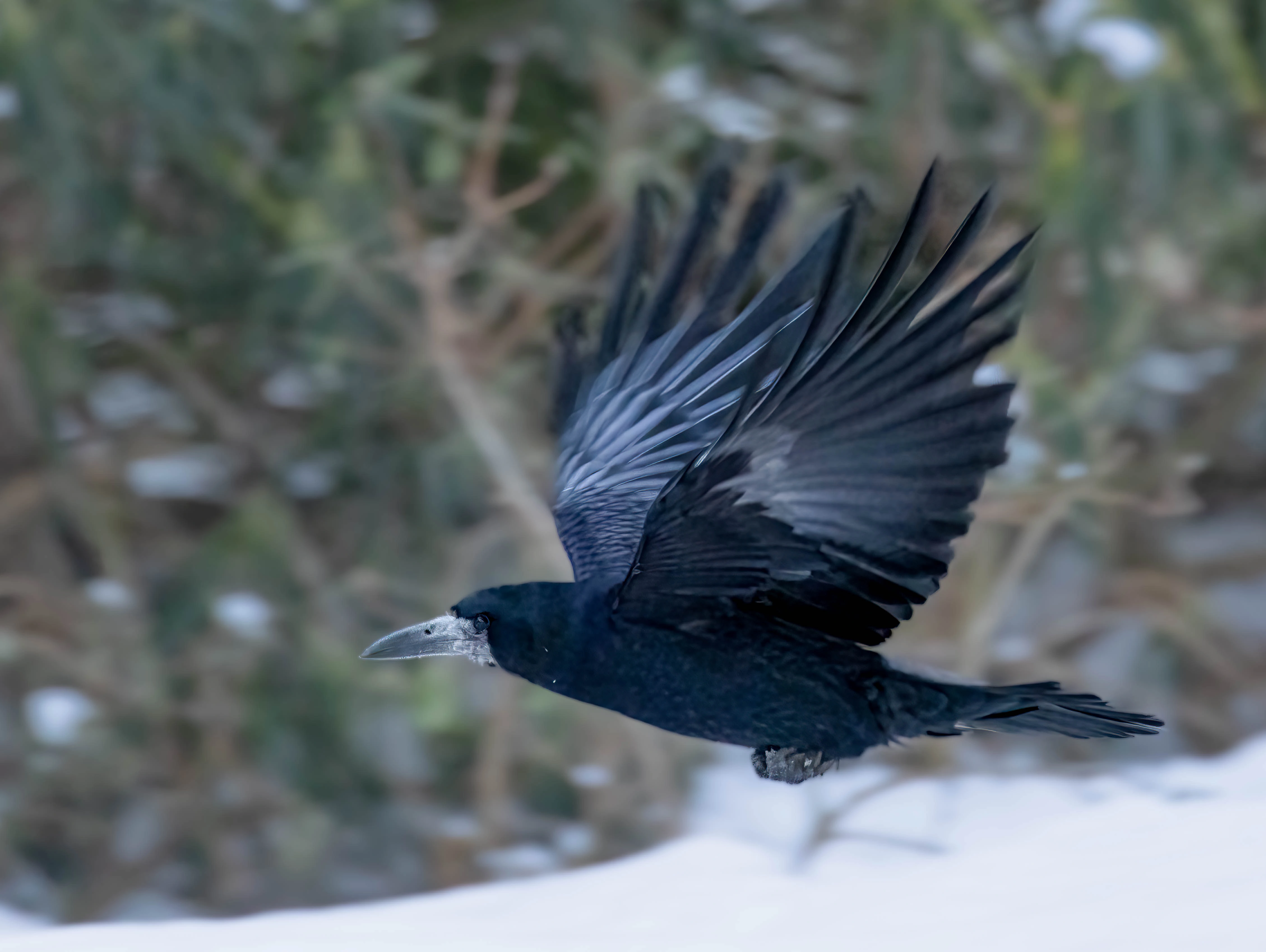 : Corvus frugilegus.