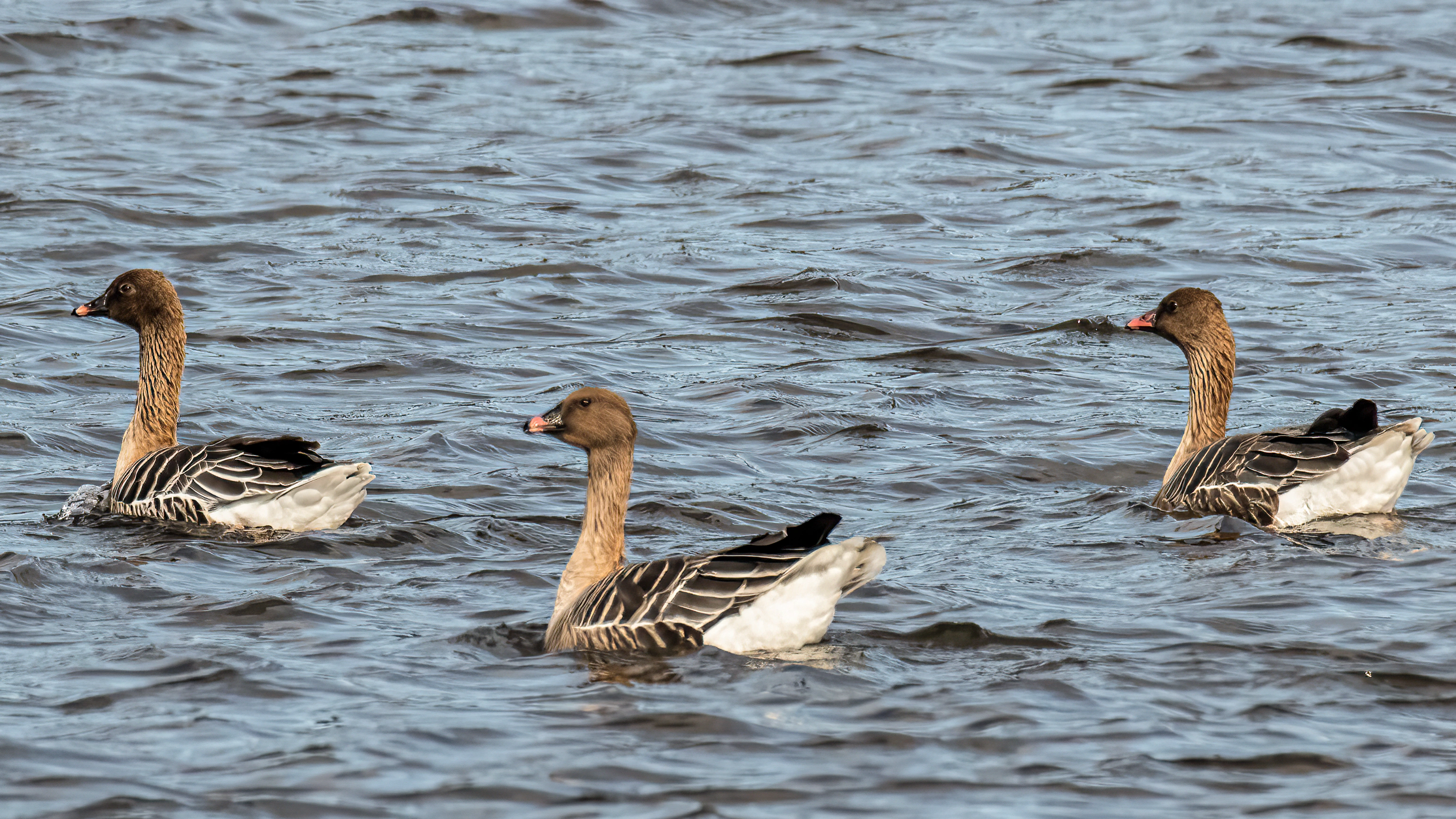 : Anser brachyrhynchus.