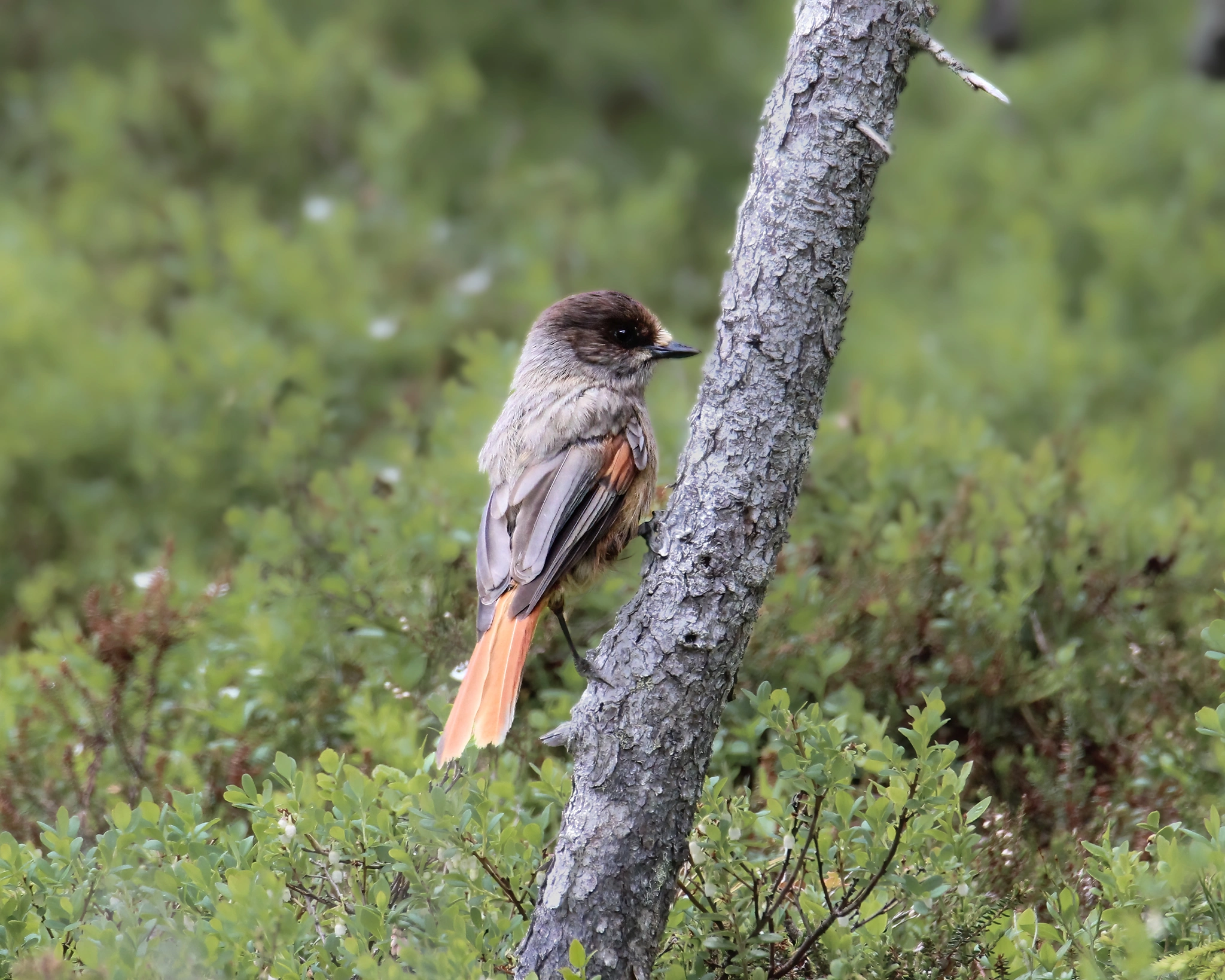 : Perisoreus infaustus.