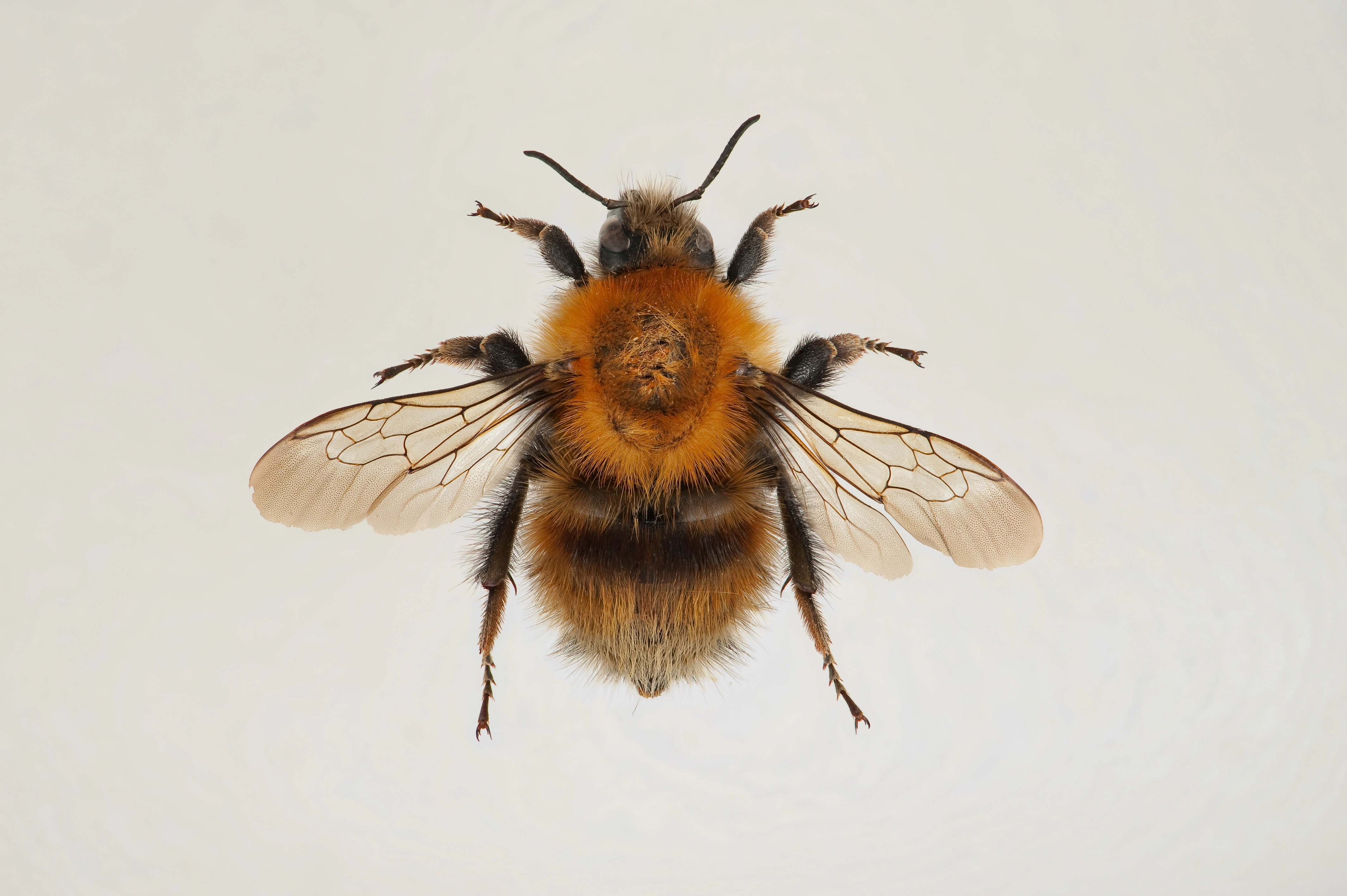 : Bombus (Thoracobombus) humilis.