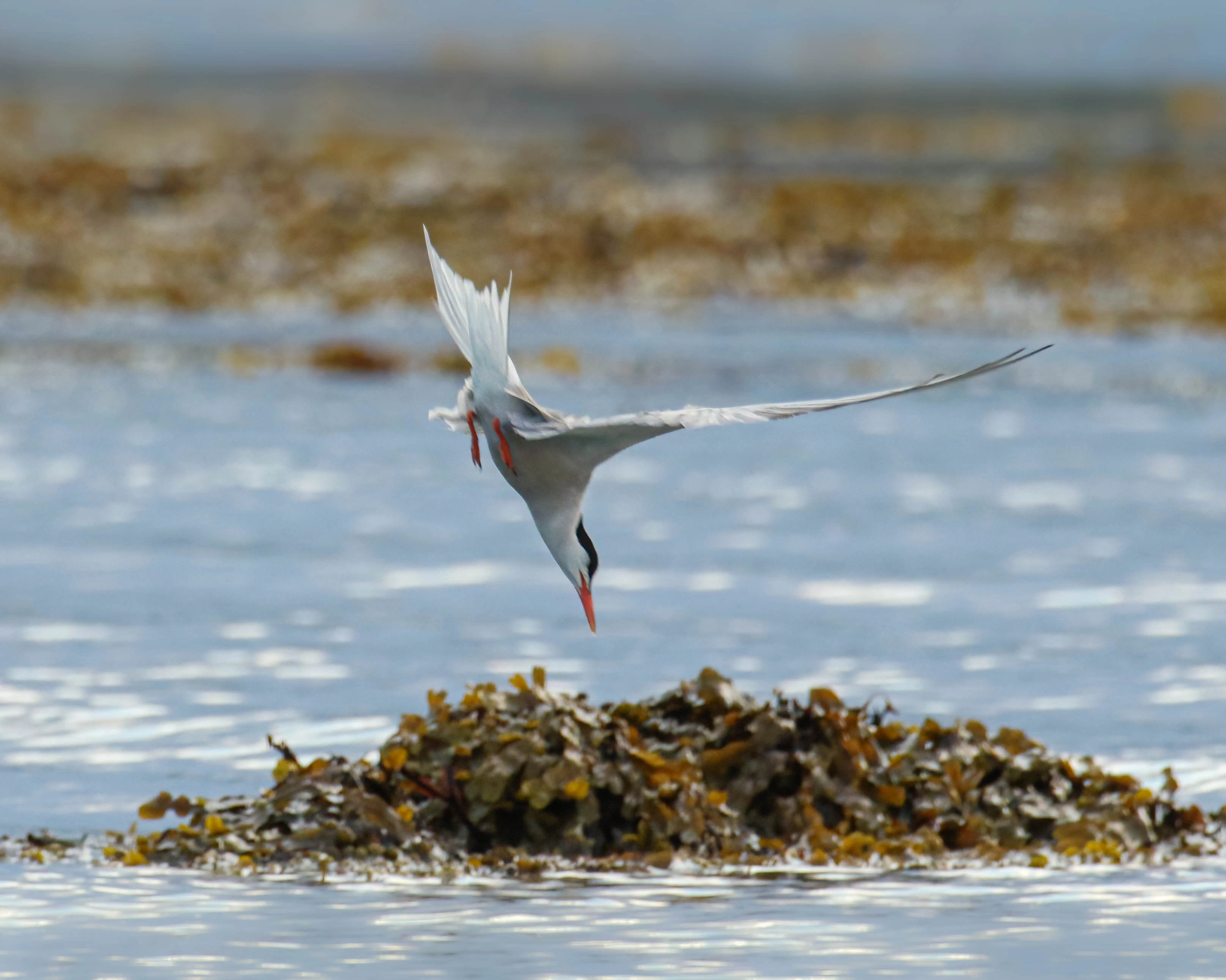 : Sterna hirundo.