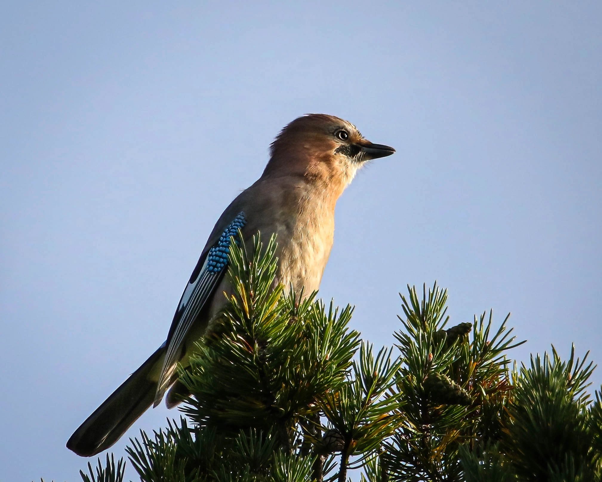 : Garrulus glandarius.