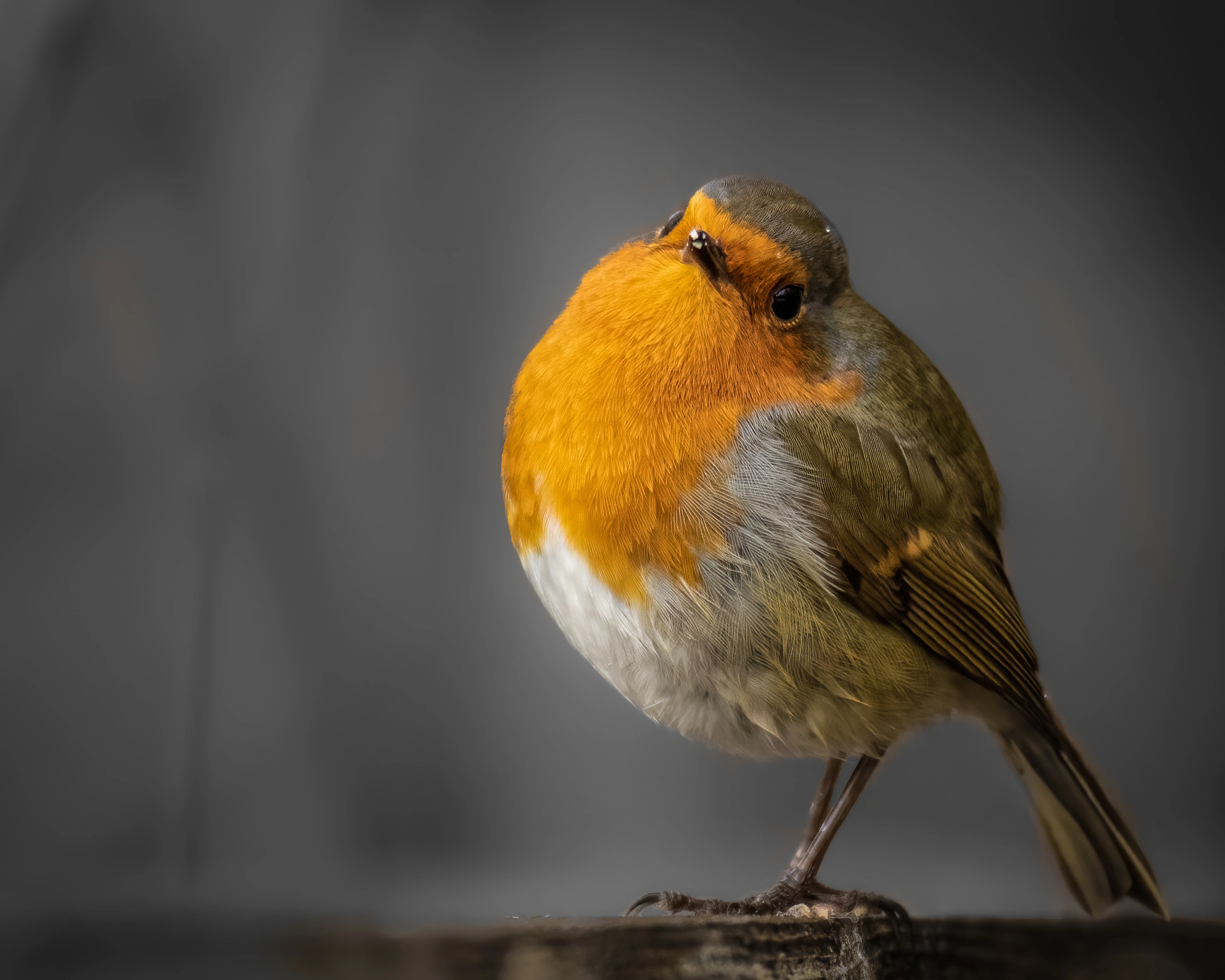 : Erithacus rubecula.