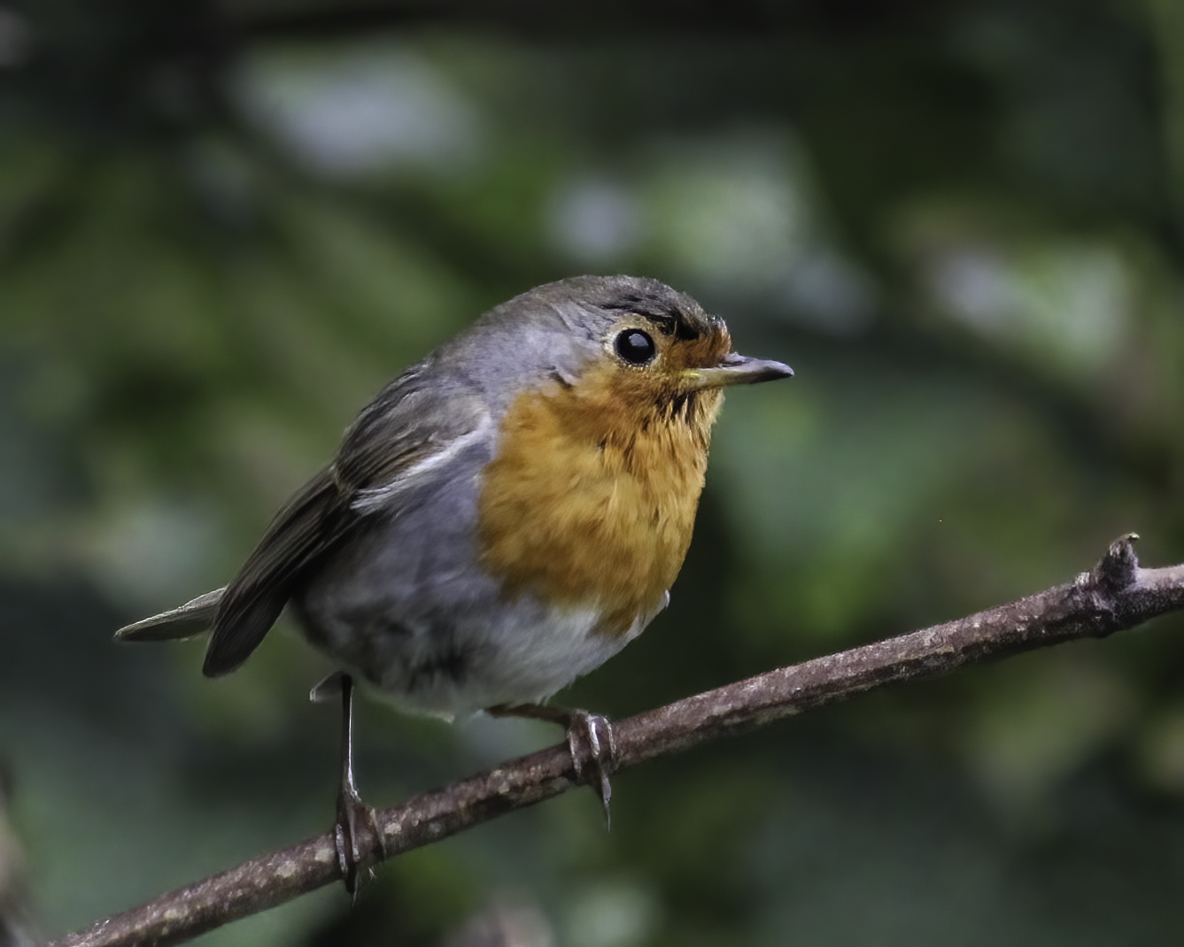 : Erithacus rubecula.