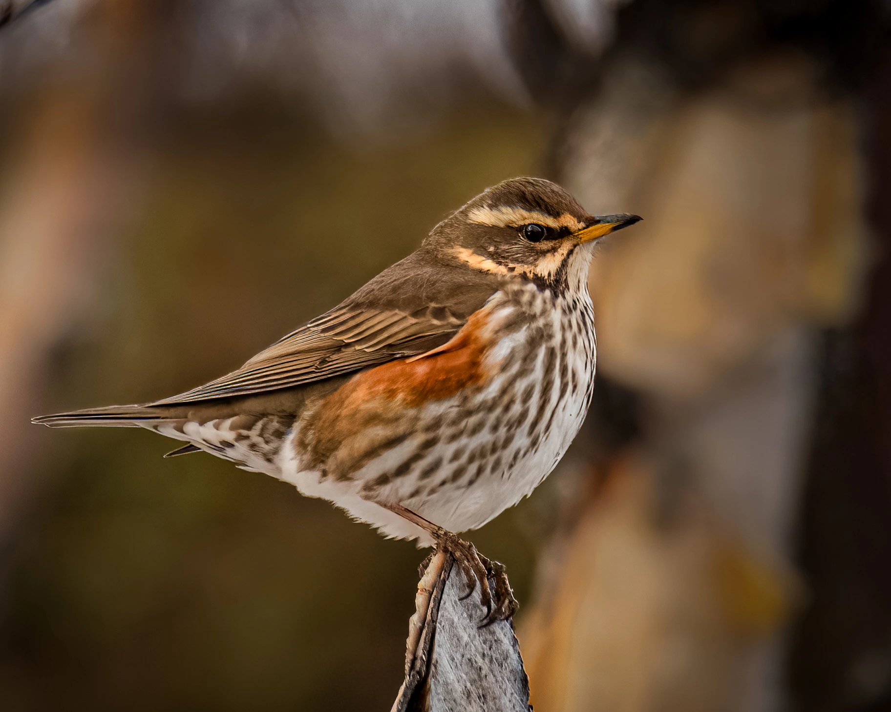 : Turdus iliacus.