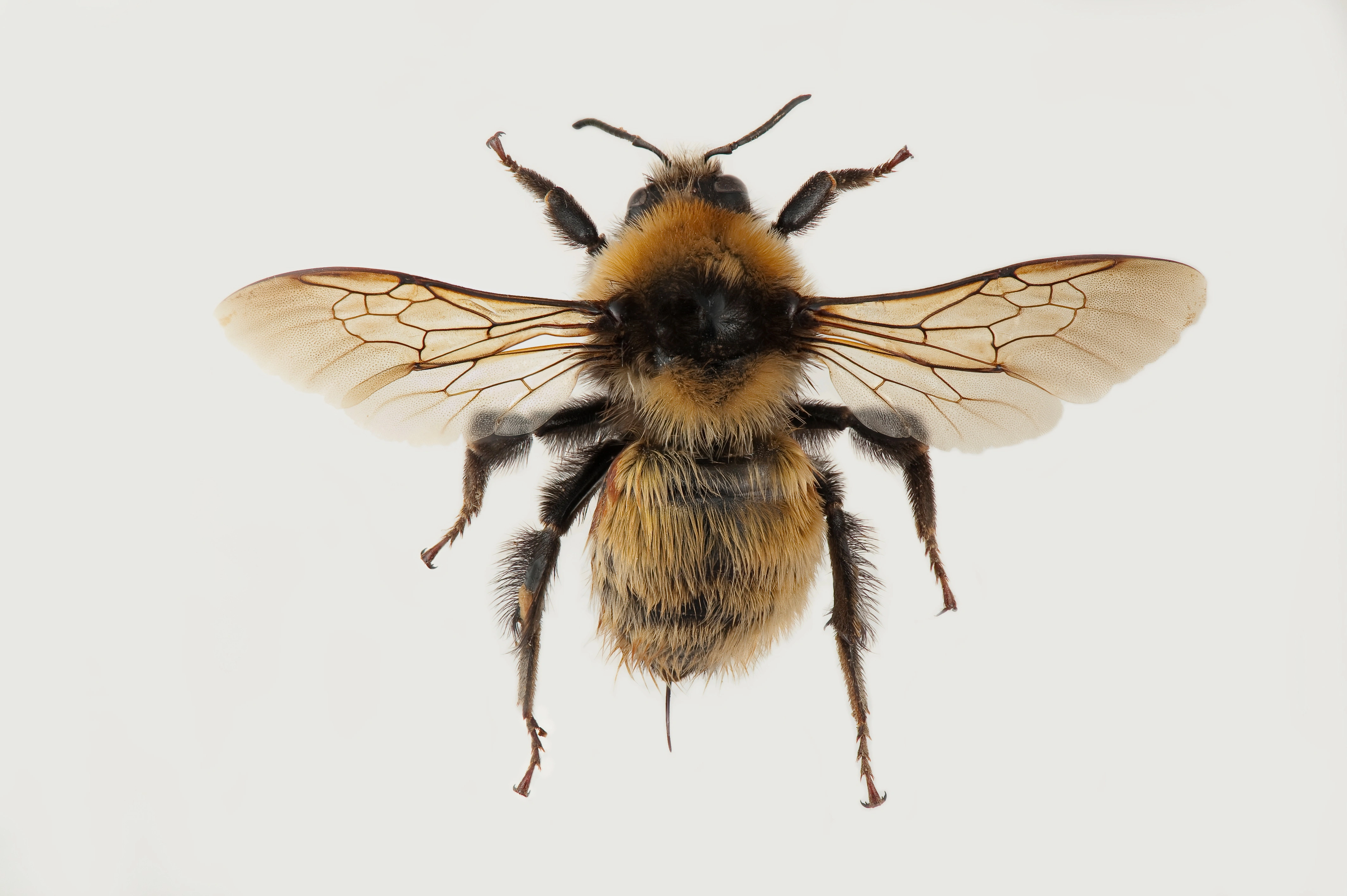 : Bombus (Subterraneobombus) distinguendus.