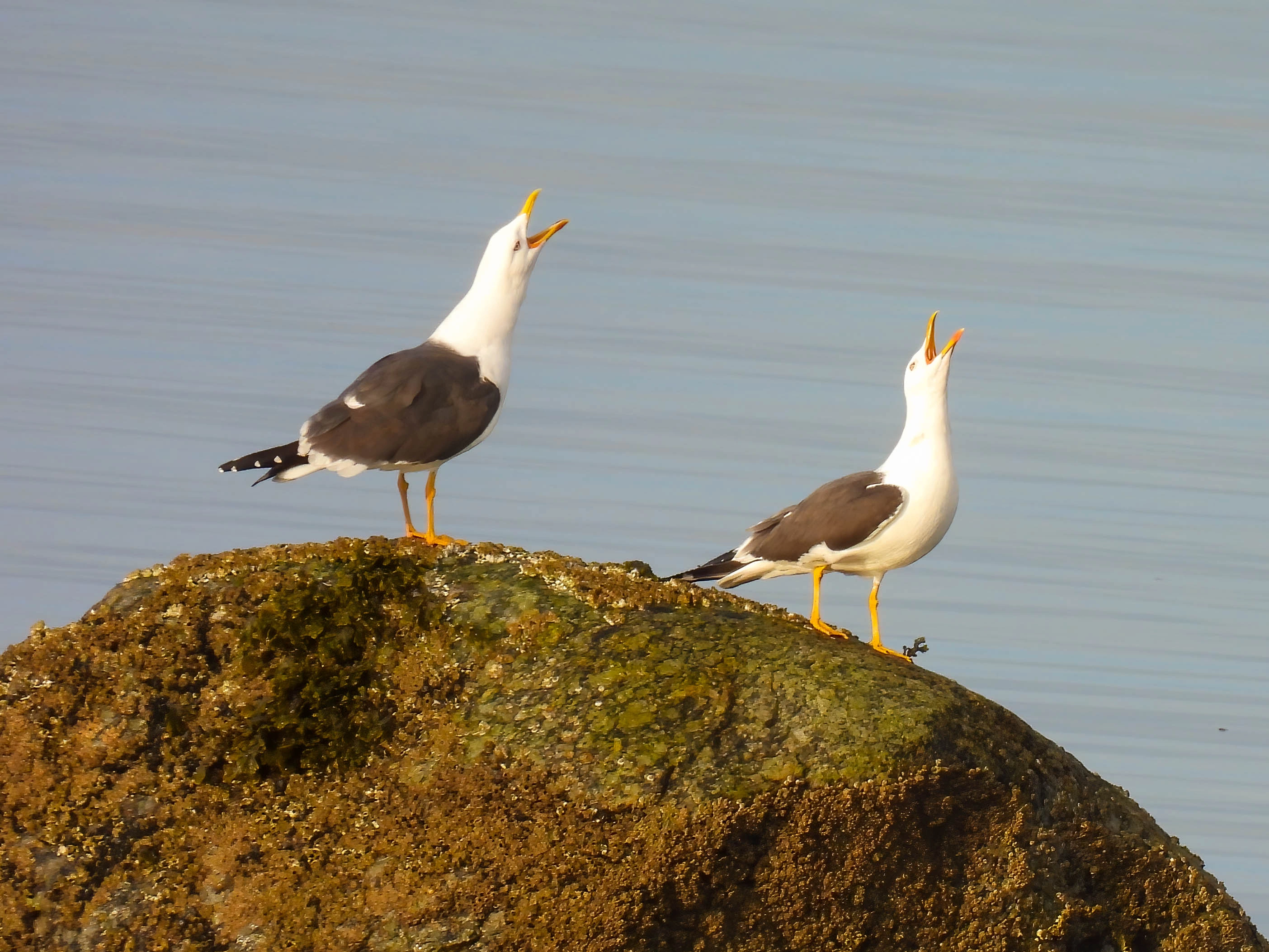 : Larus fuscus.