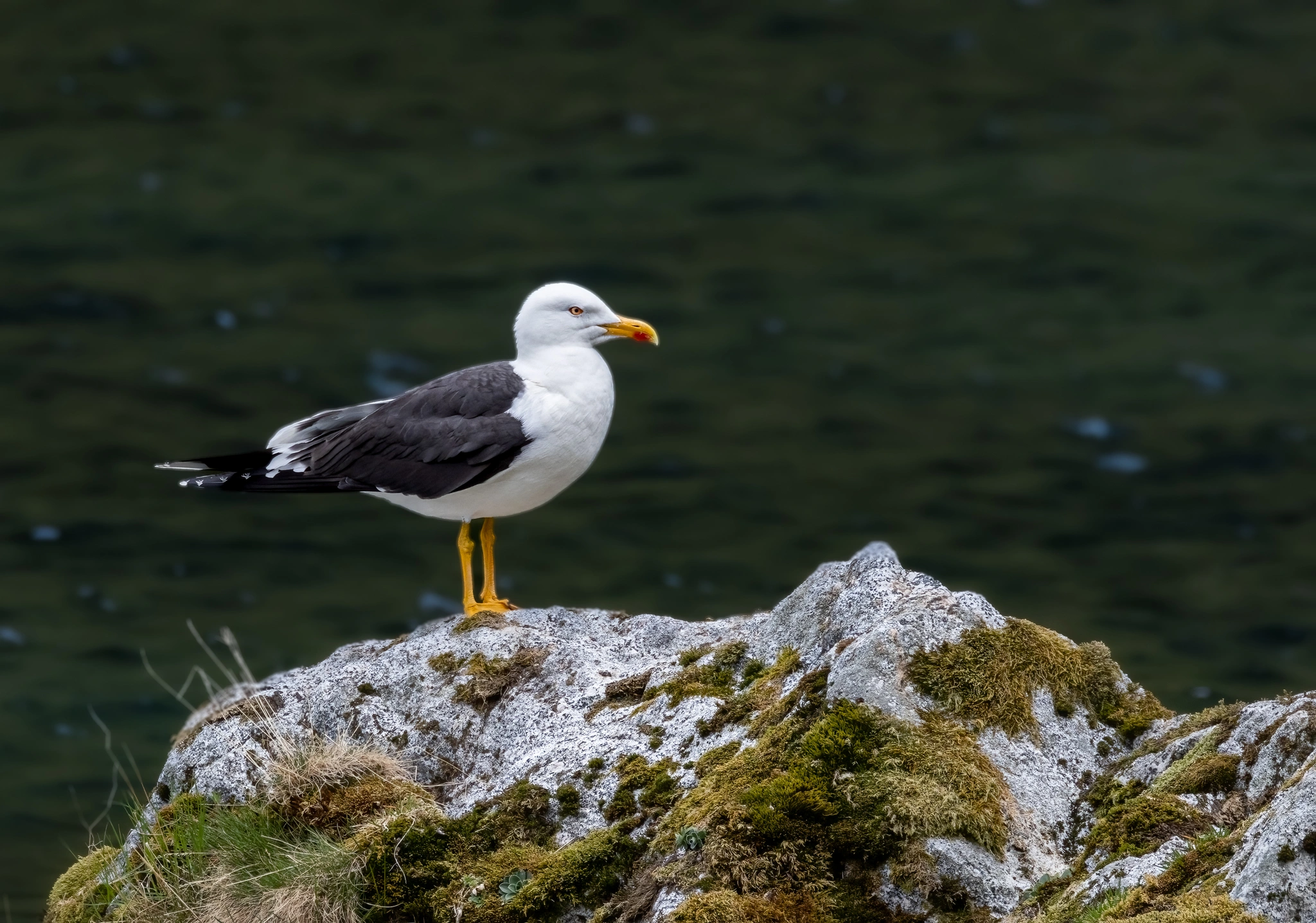 : Larus fuscus.