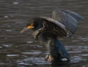 : Phalacrocorax carbo.