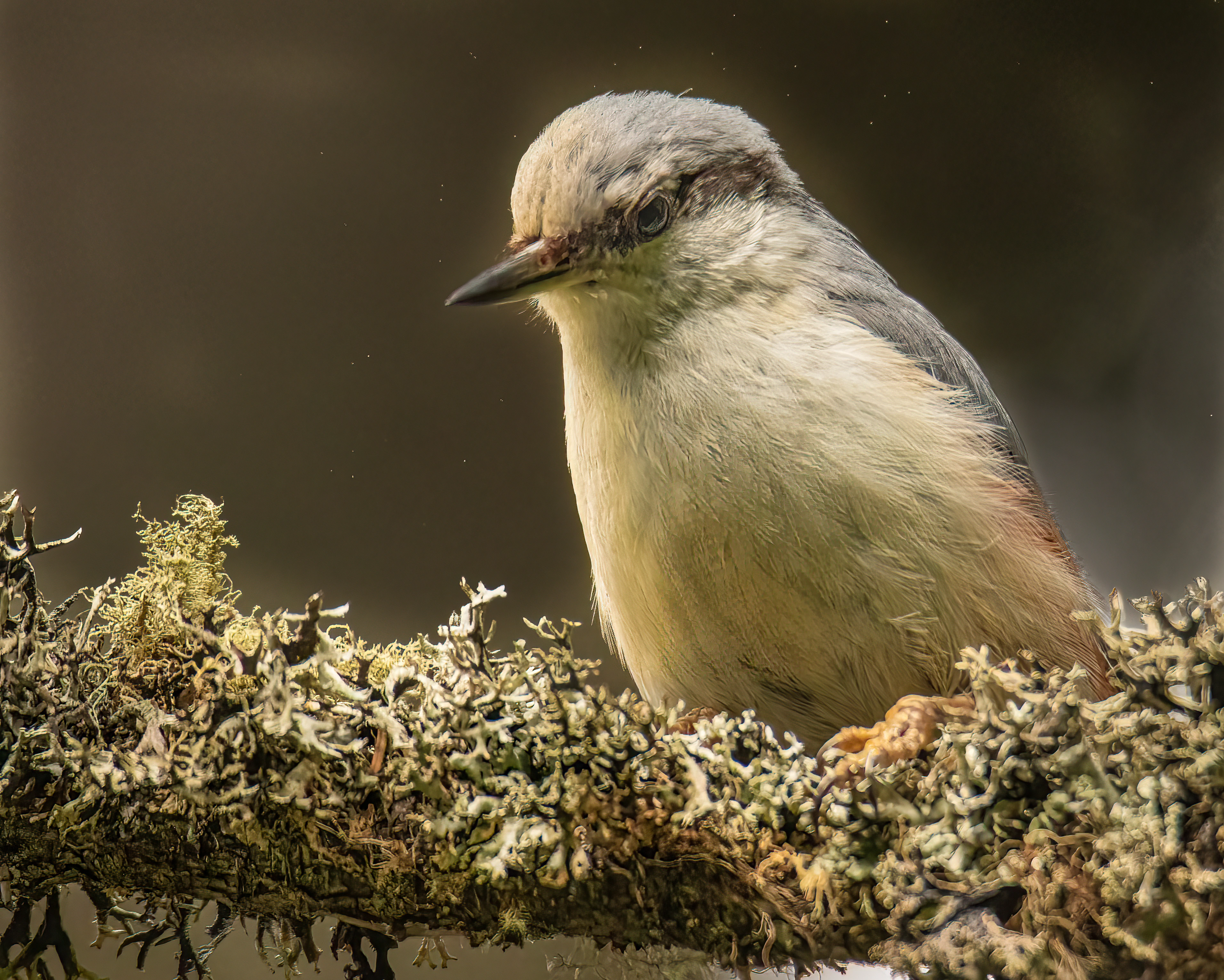 : Sitta europaea.