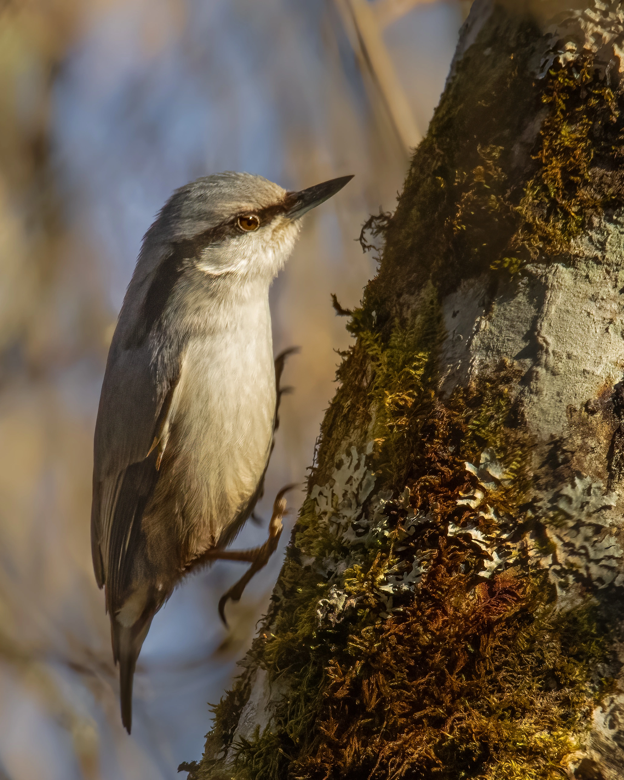 : Sitta europaea.